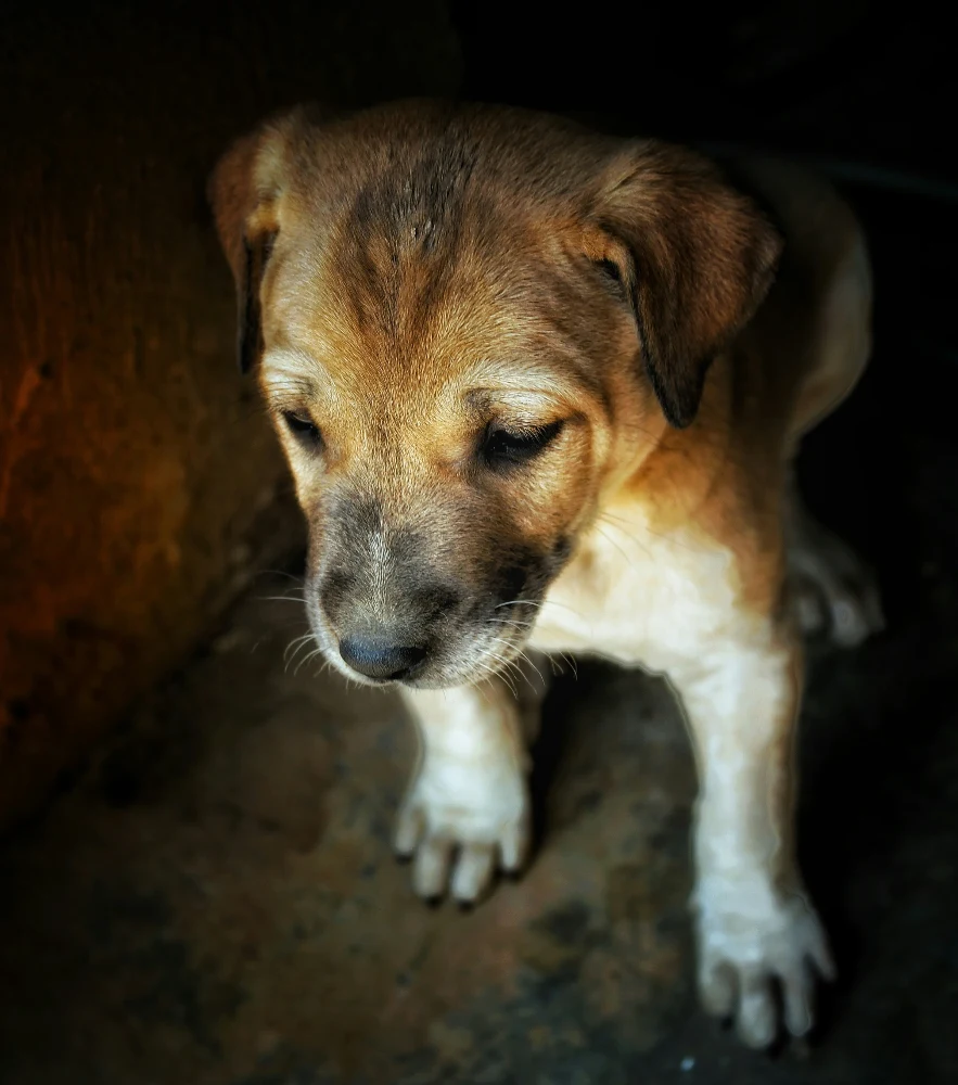 A small brown-and-white puppy looks downward from a shaded doorway.