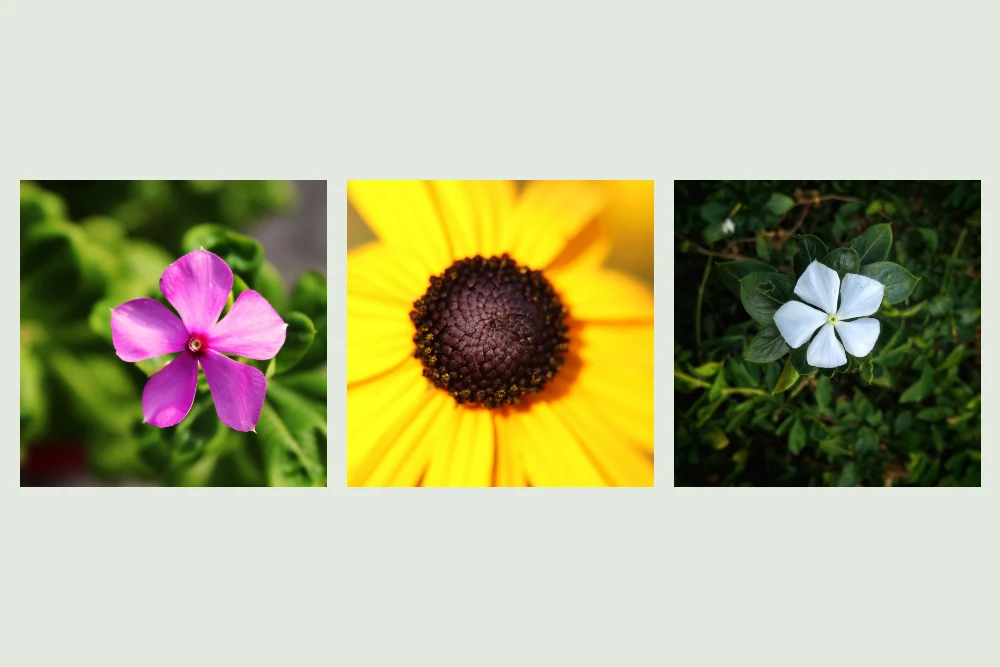 Three source flower photographs