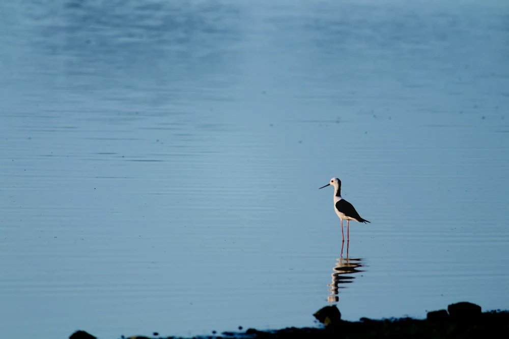 A long-legged wading bird stands in shallow blue water beside its reflection.