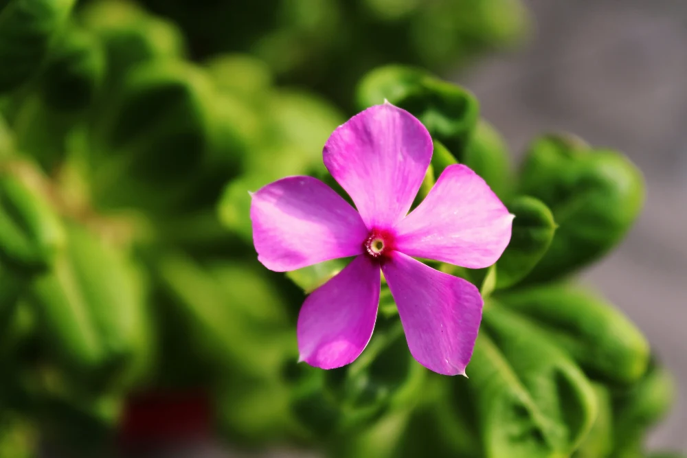 A vivid pink five-petaled flower stands out against glossy green leaves.
