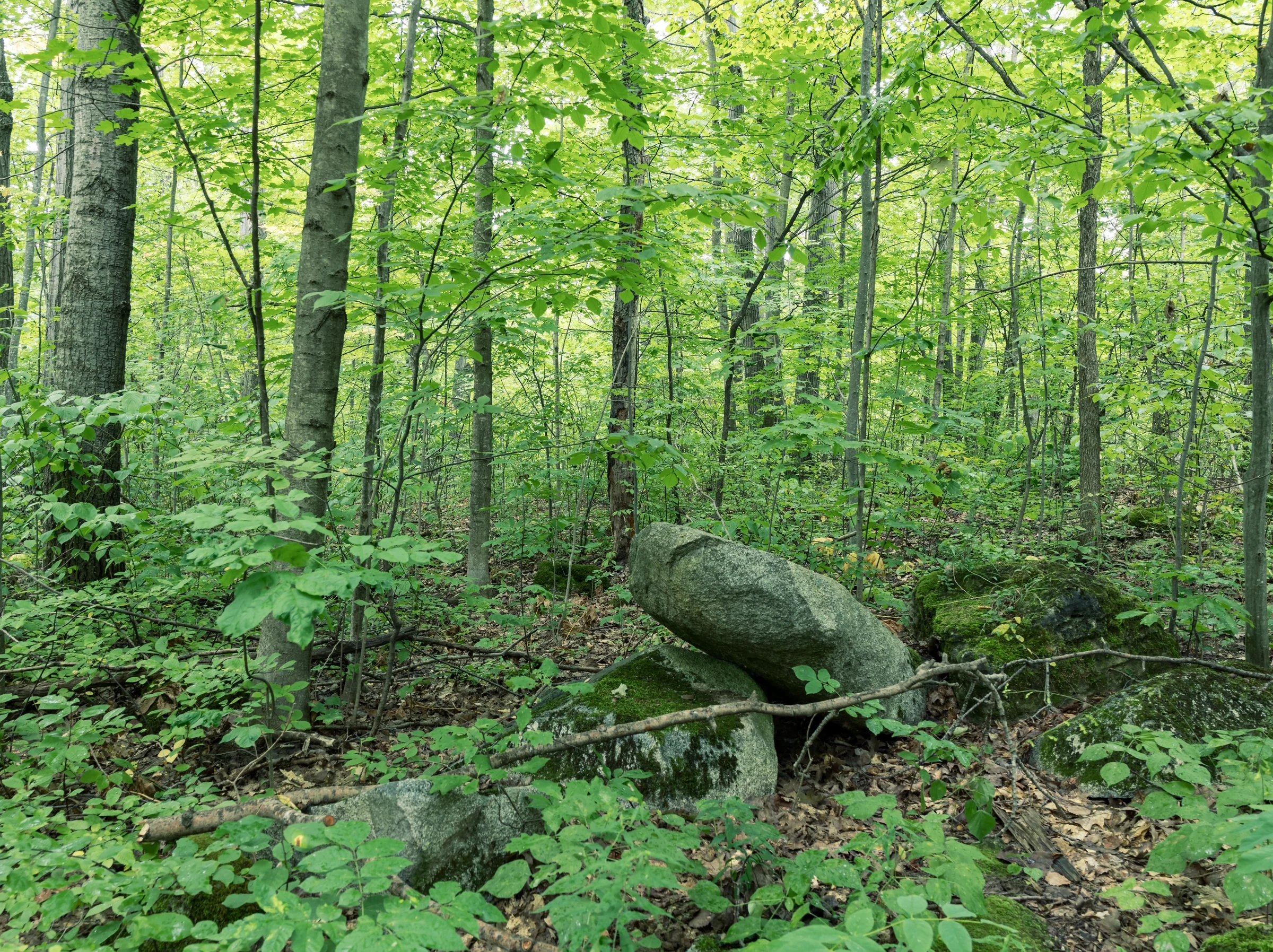 Tall tree trunks rise above ferns, leafy plants, and scattered boulders in a sunlit forest.