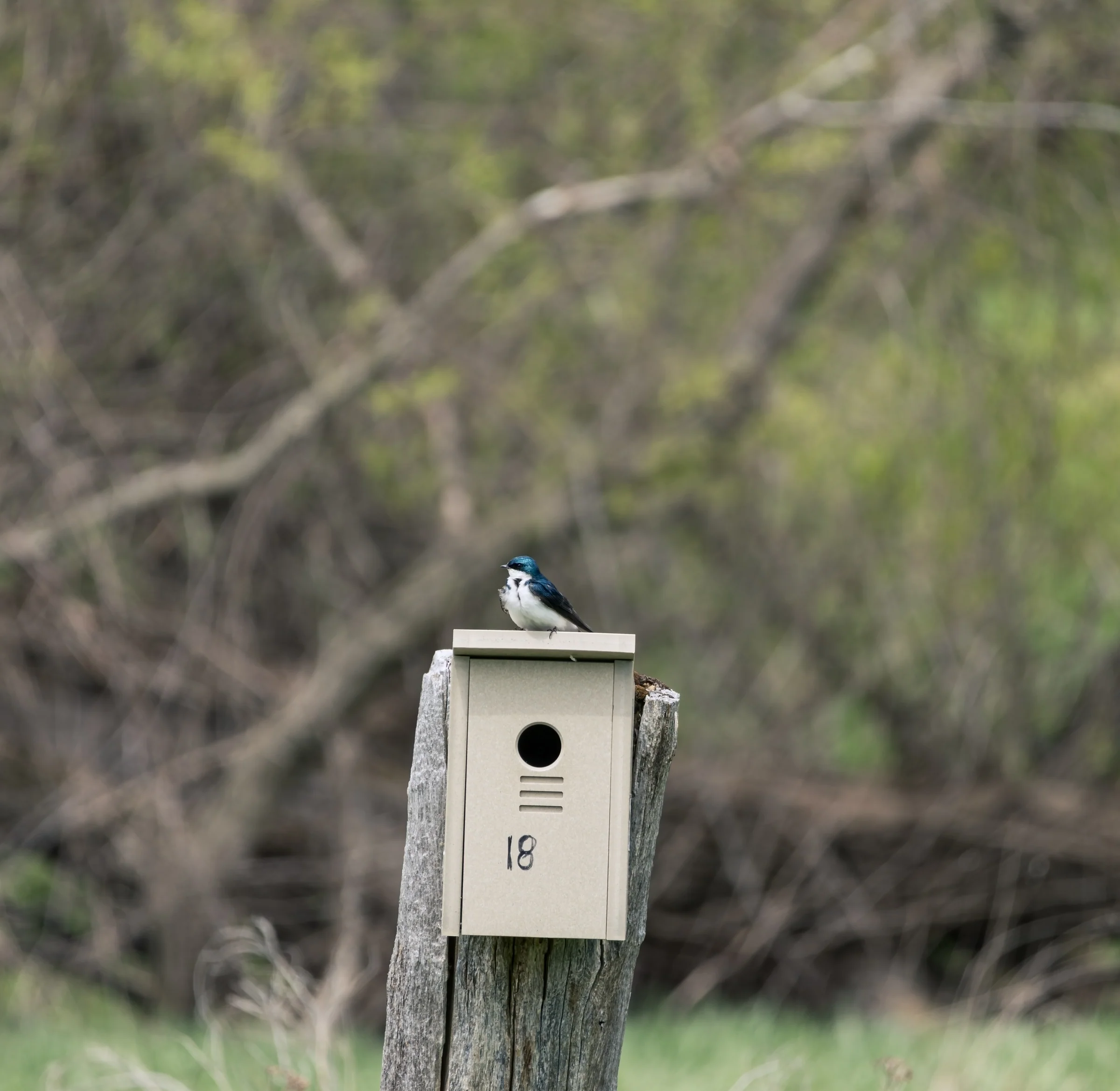 A bird sits on top of a pale nesting box beside bare woodland branches.