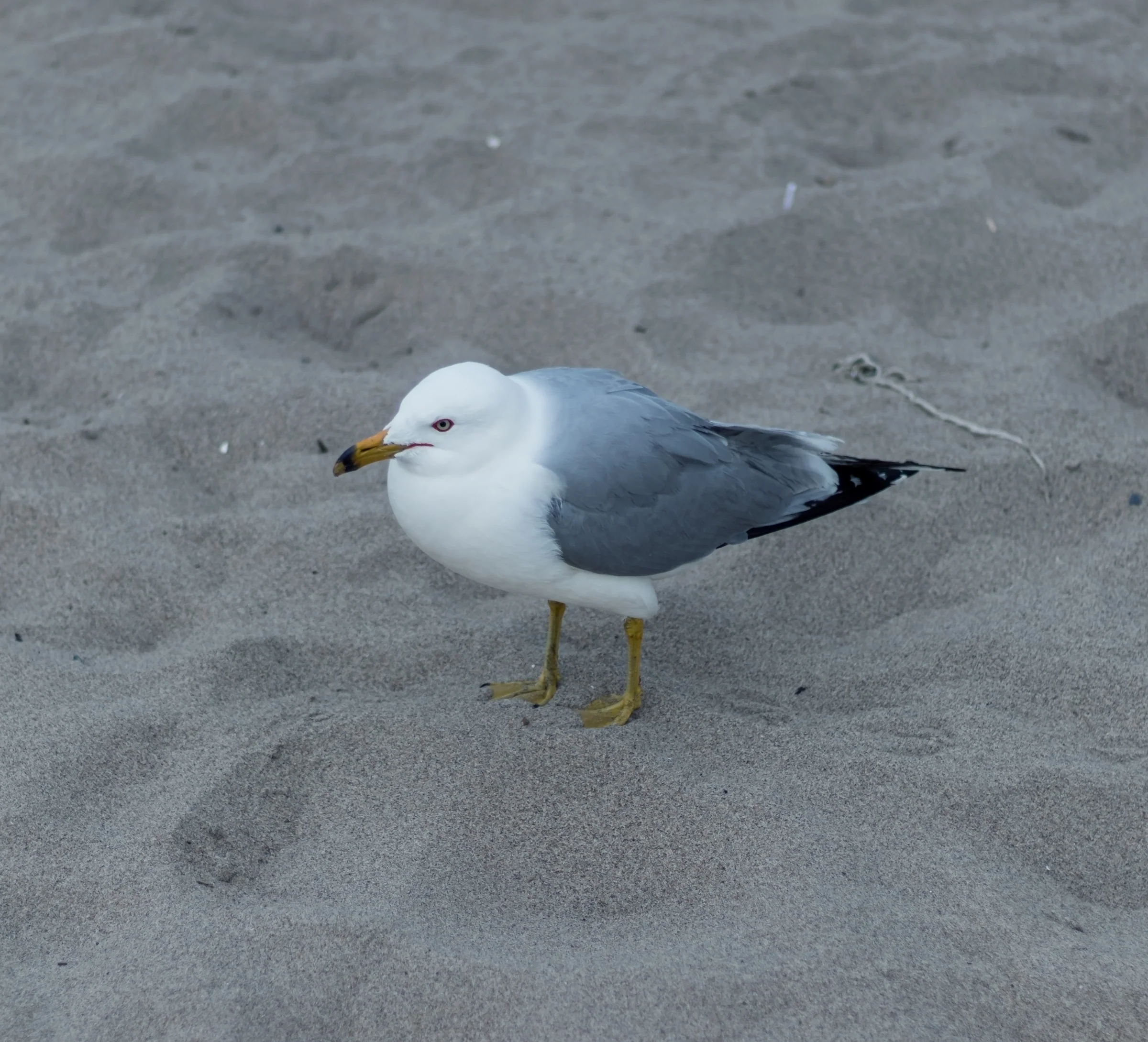 A white-and-grey gull stands on a beach marked by faint footprints.