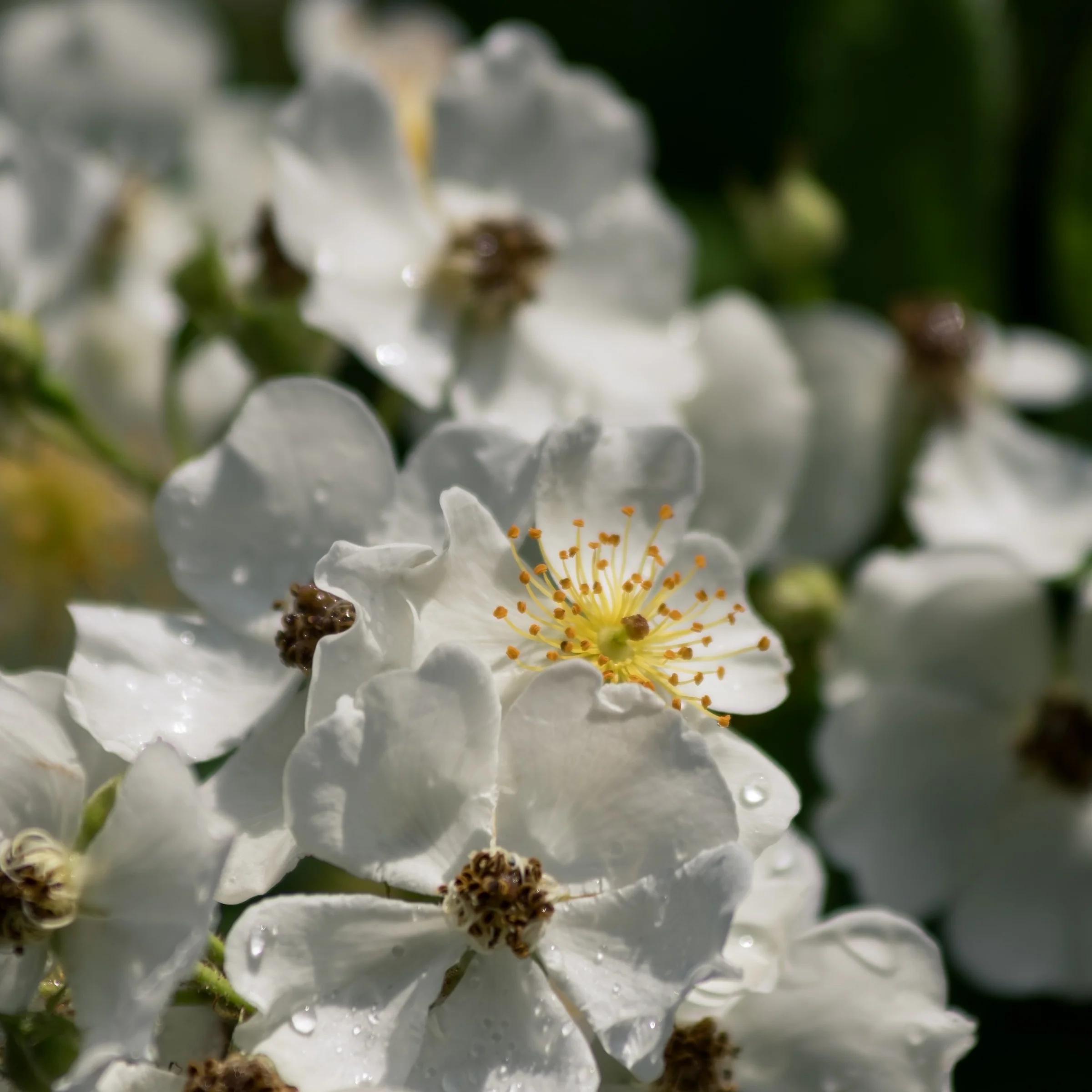 Clusters of white blossoms with yellow centres stand out against dark green leaves.