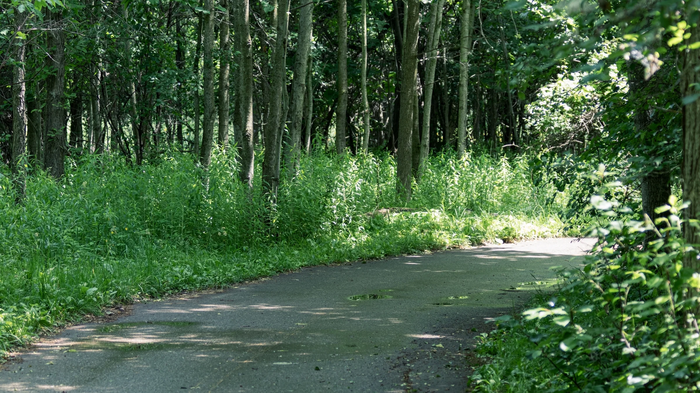 A paved path curves through a dense green woodland filled with dappled light.