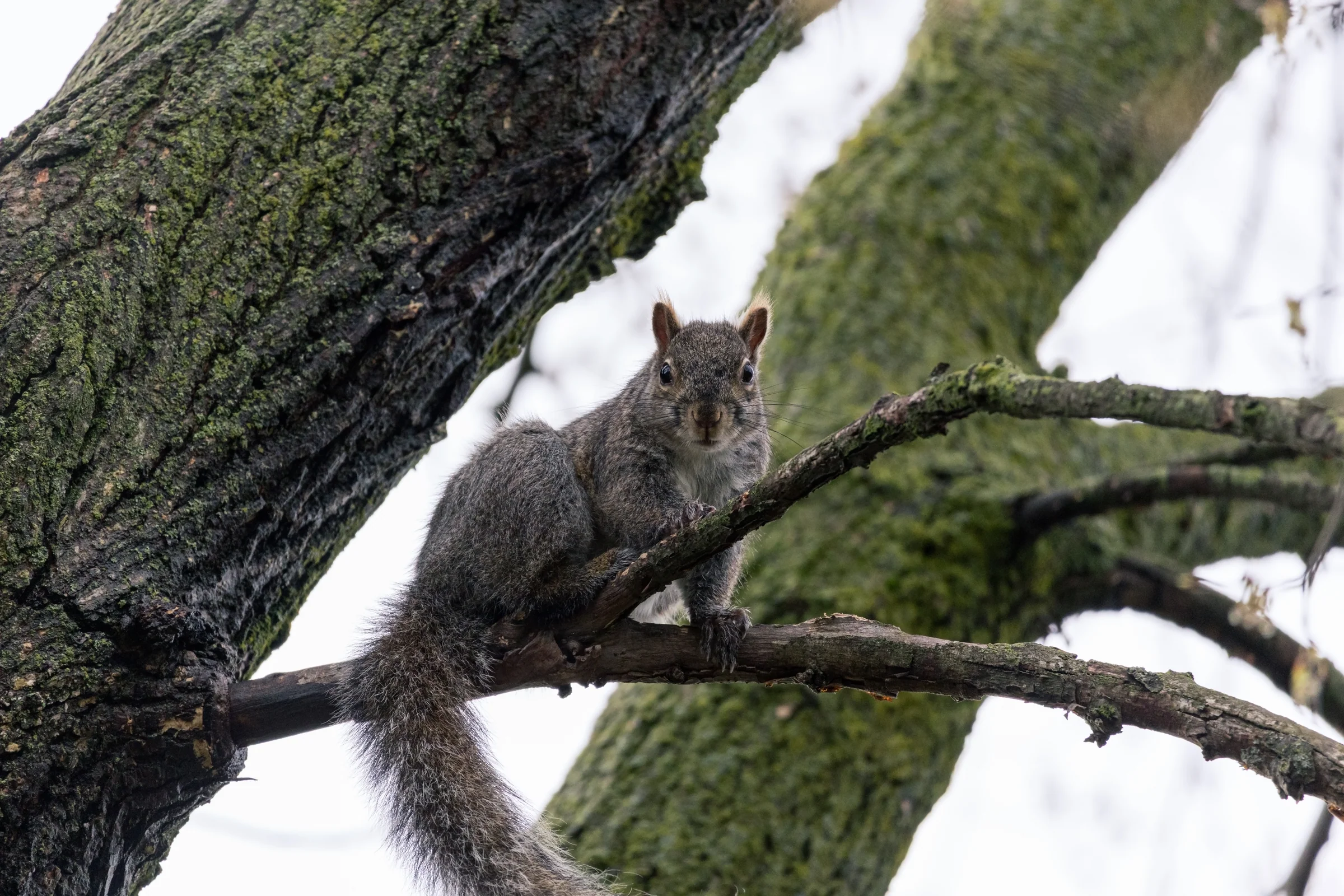 A grey squirrel rests on a thick, moss-edged branch beneath a large tree trunk.