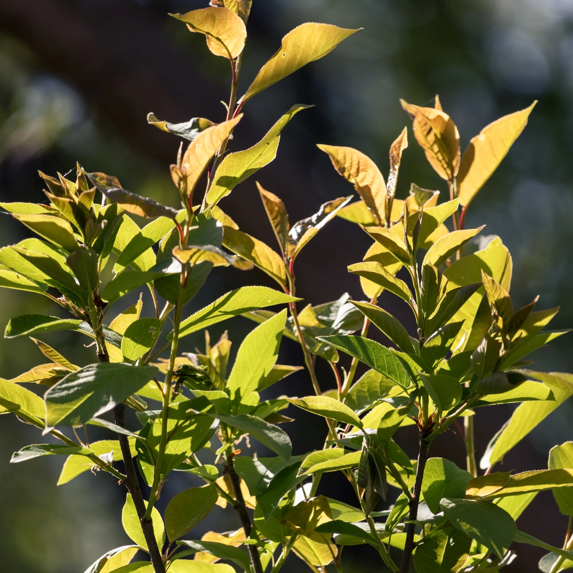 Young golden-green leaves catch sunlight above darker foliage.