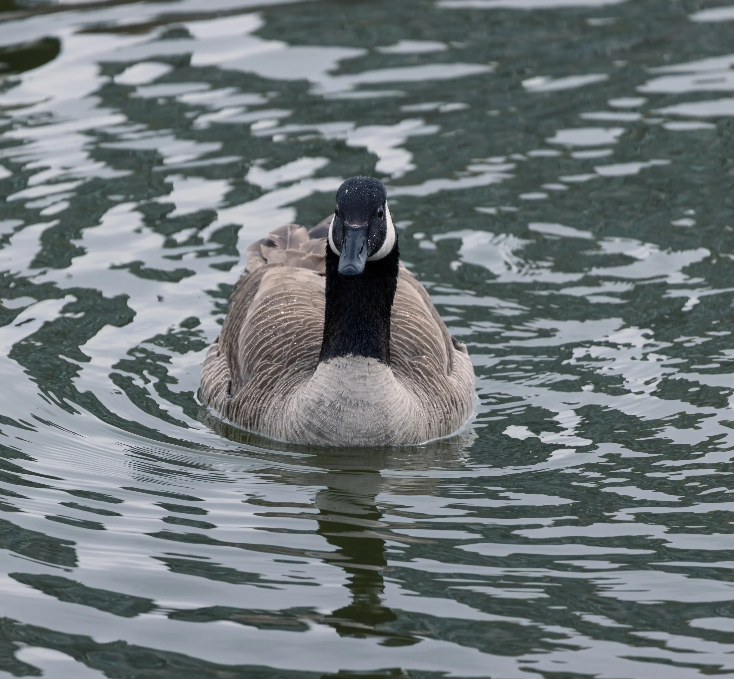 A Canada goose faces the camera as pale reflections ripple across the pond.