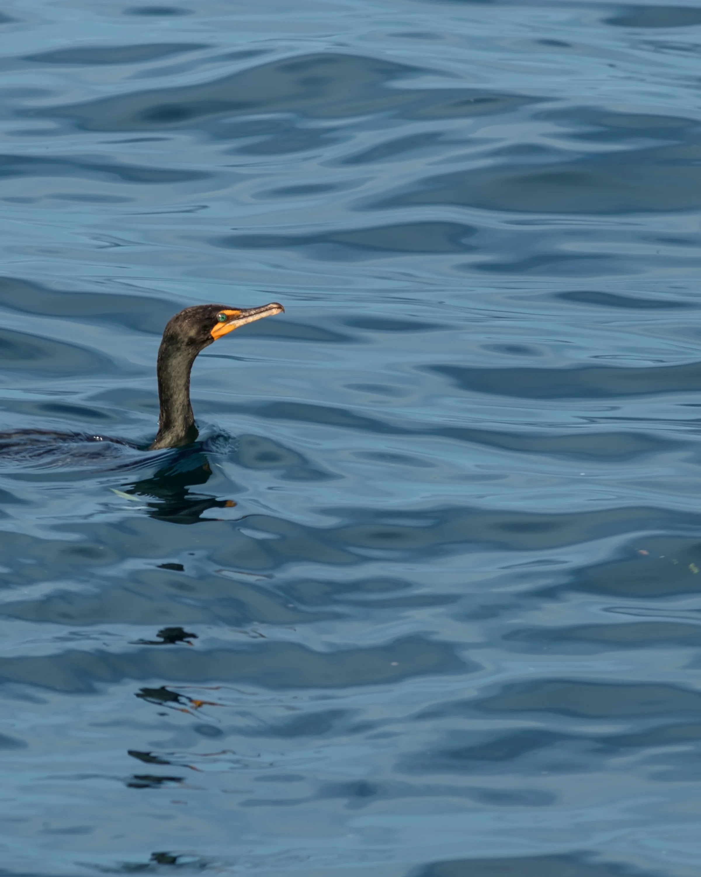 A swimming waterbird holds its long neck above rippling blue water.