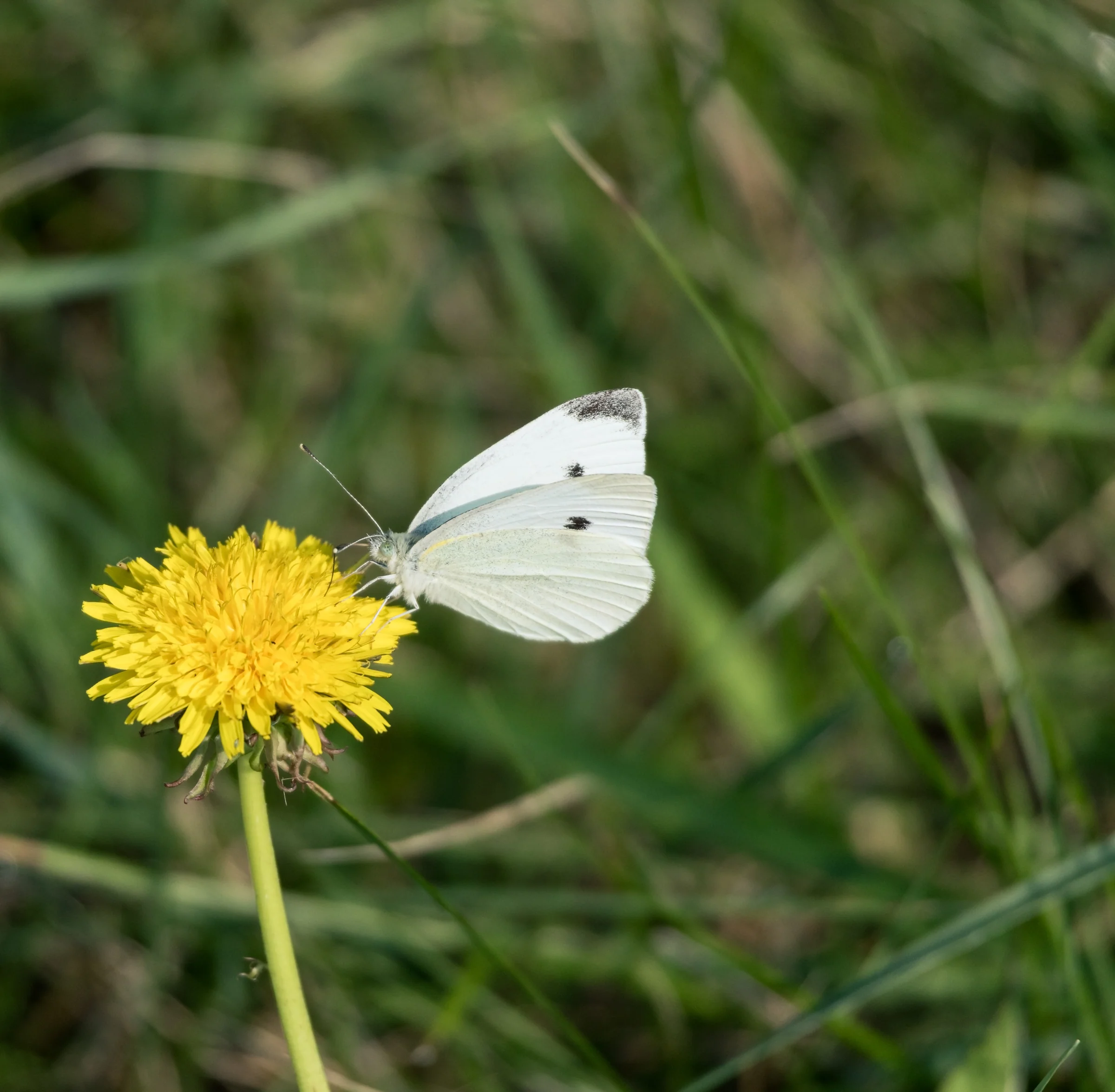 A white butterfly rests on a bright yellow dandelion amid green grass.