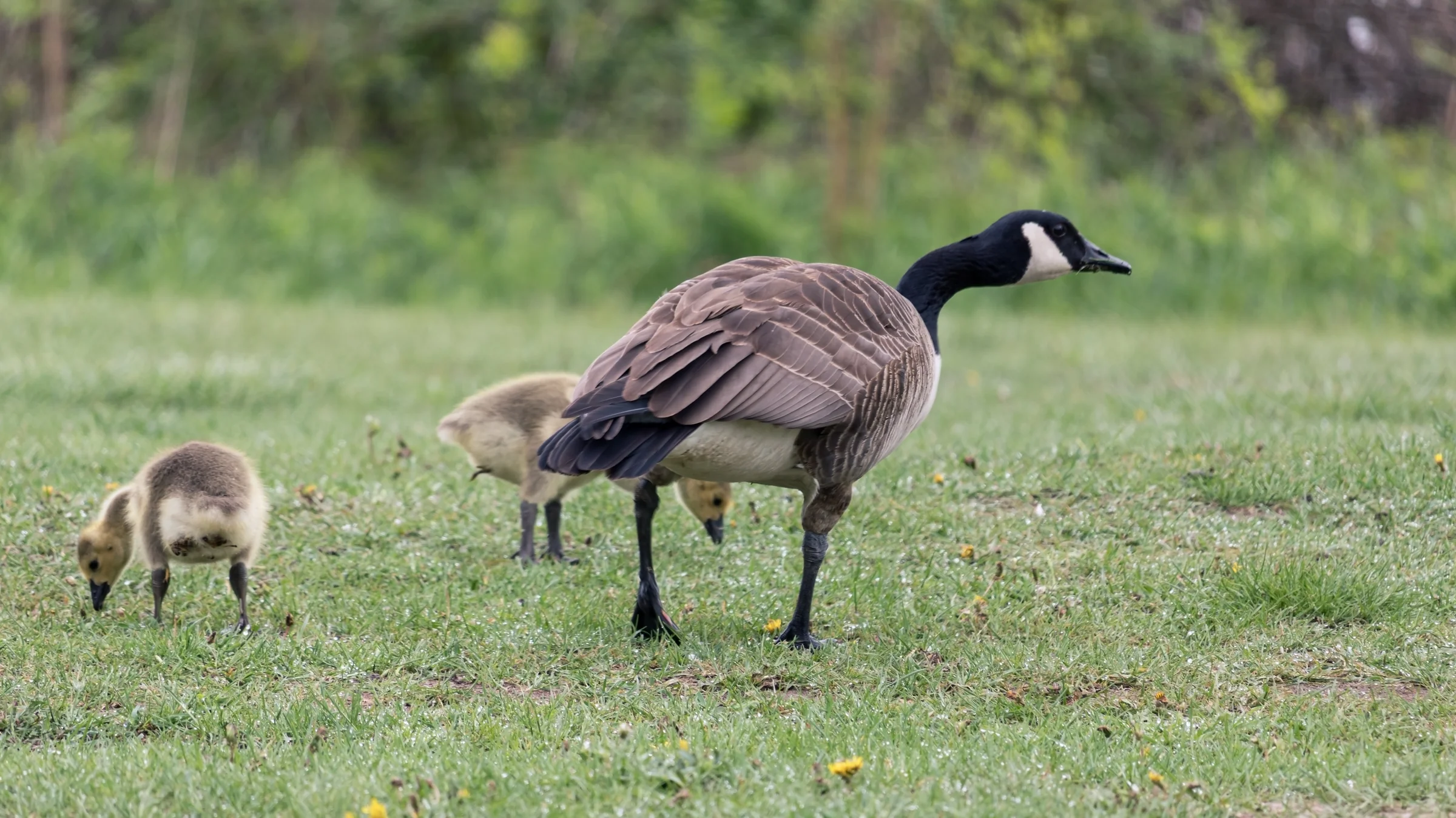 A Canada goose and its goslings forage together across a green lawn.