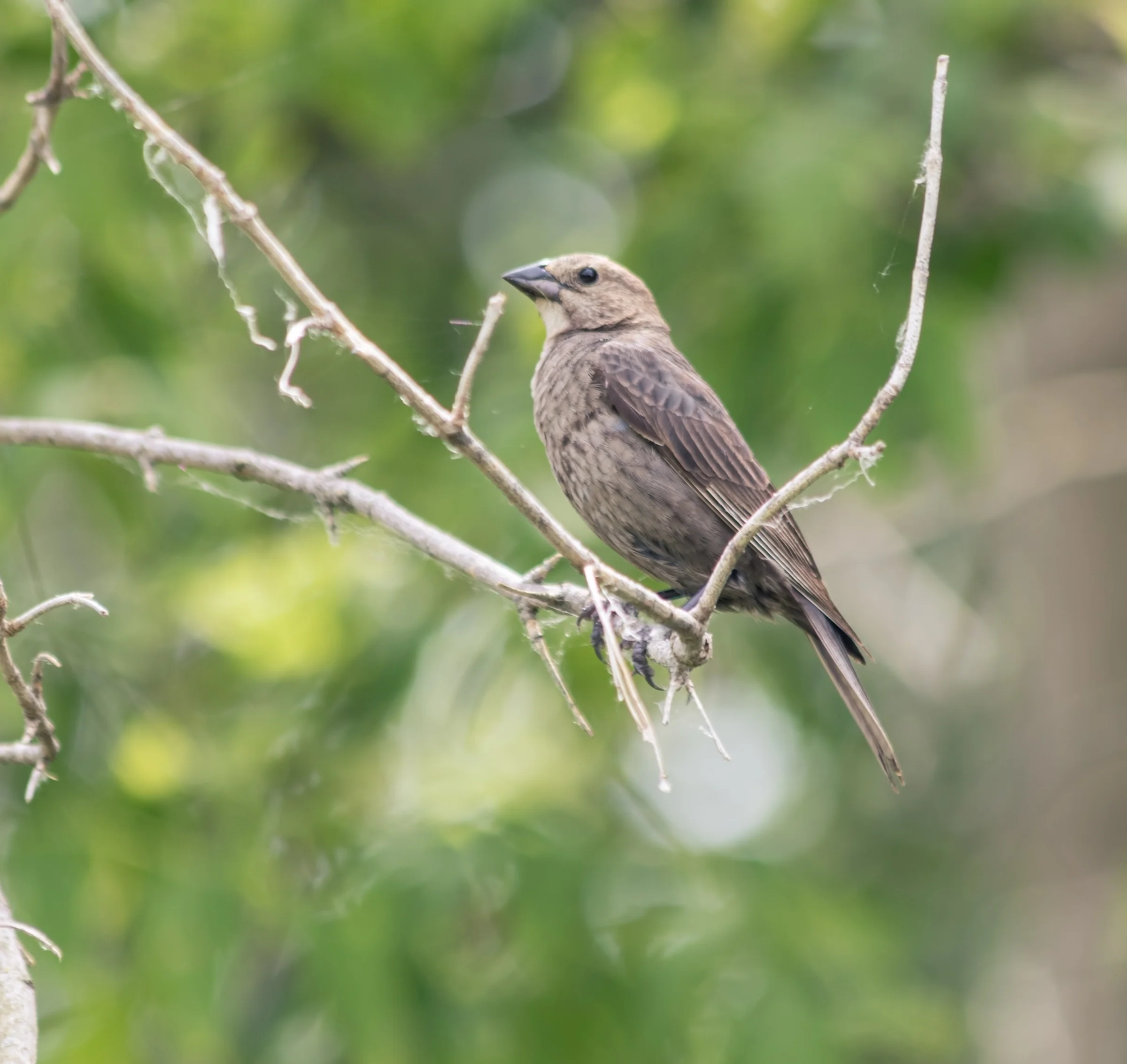 A small brown bird turns its head while perched on a forked branch.