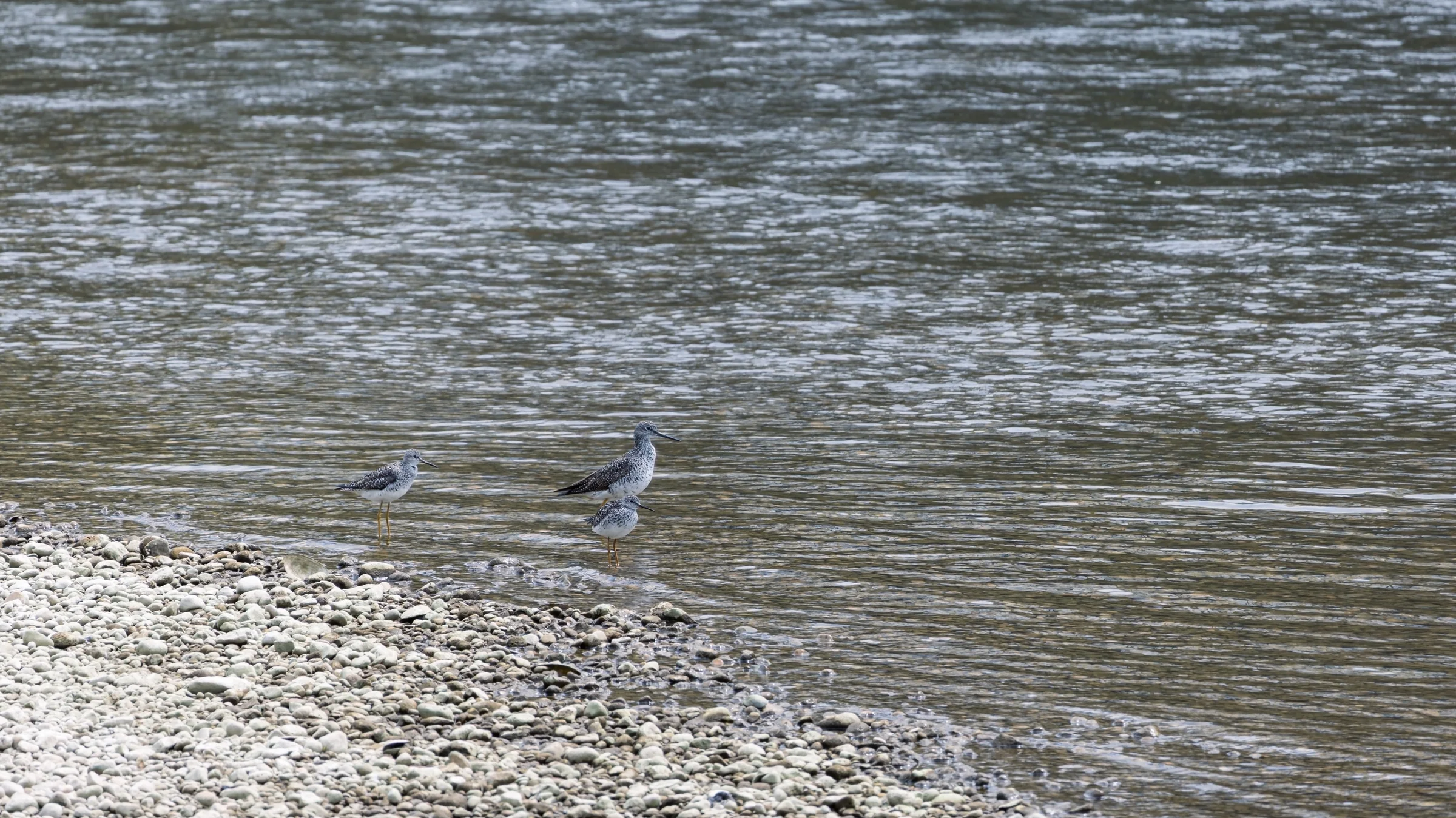 Two small waterbirds stand at the edge of a pebbled shore beside rippling water.