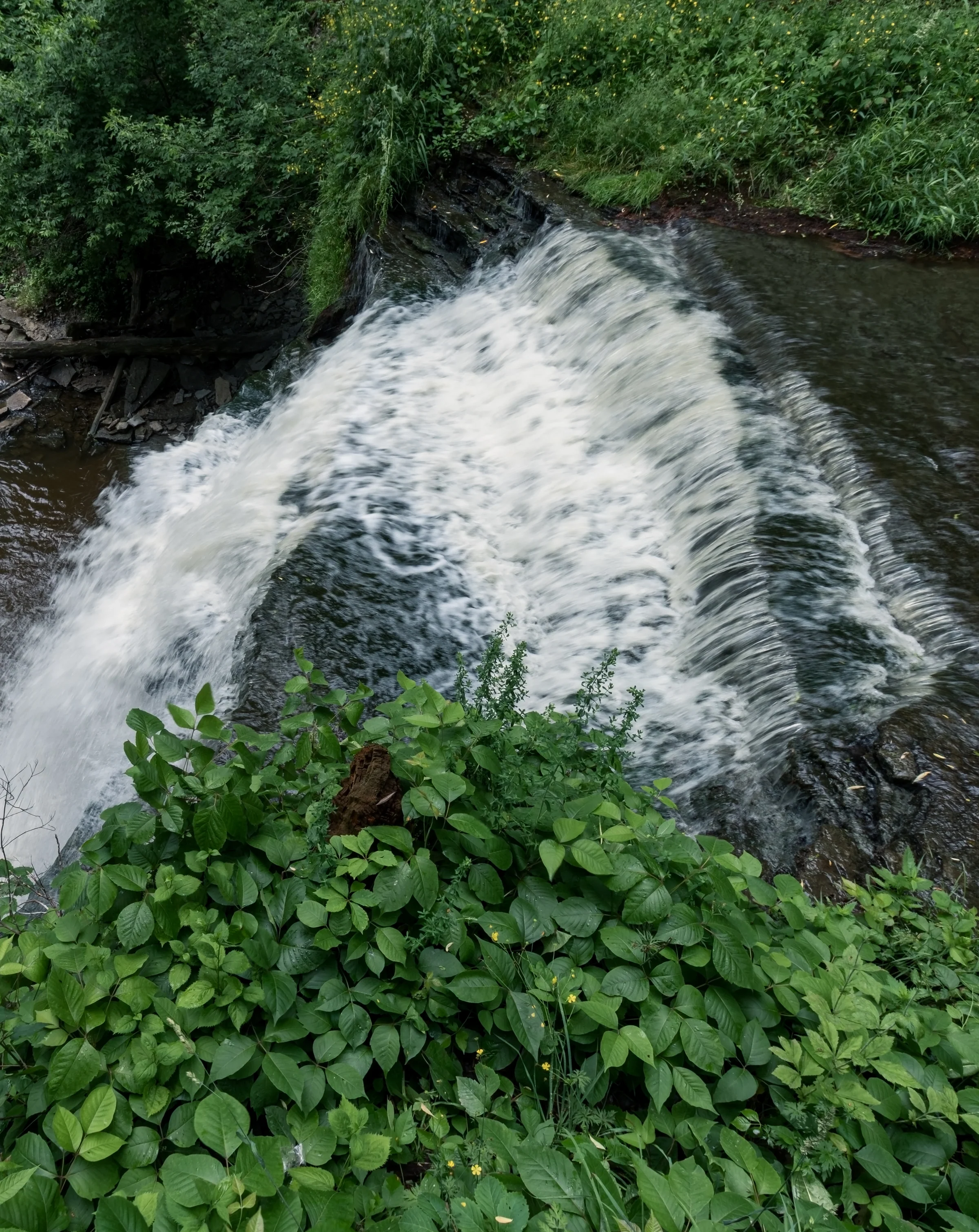 A small waterfall spreads across a dark rock ledge beneath dense green foliage.