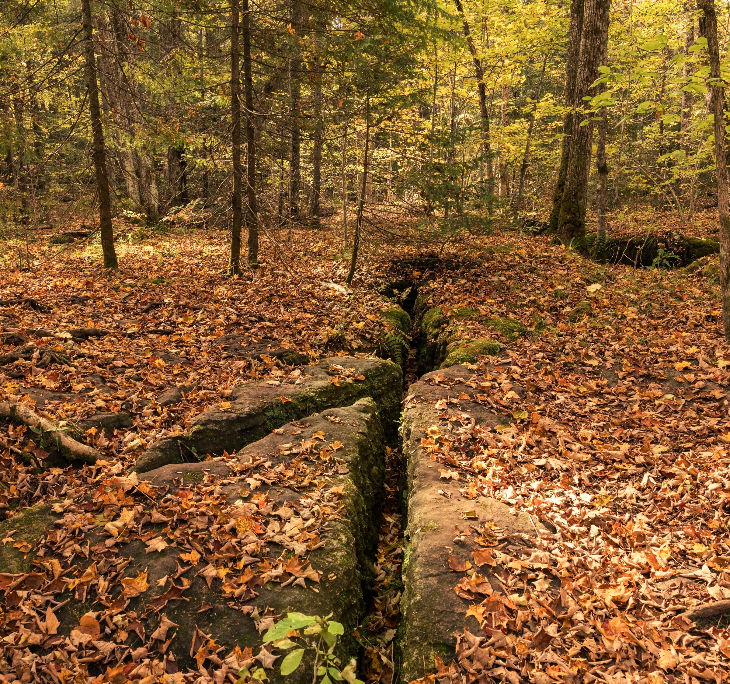 A deep narrow fissure cuts through mossy rock beneath a carpet of autumn leaves.
