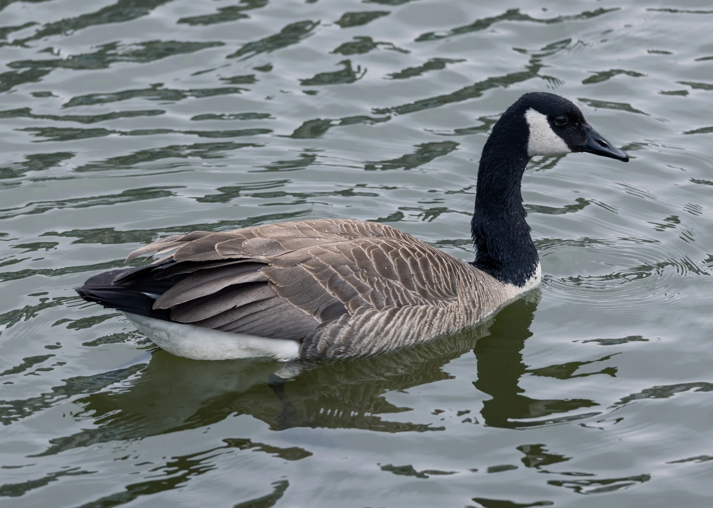 A Canada goose swims in profile through textured grey water.