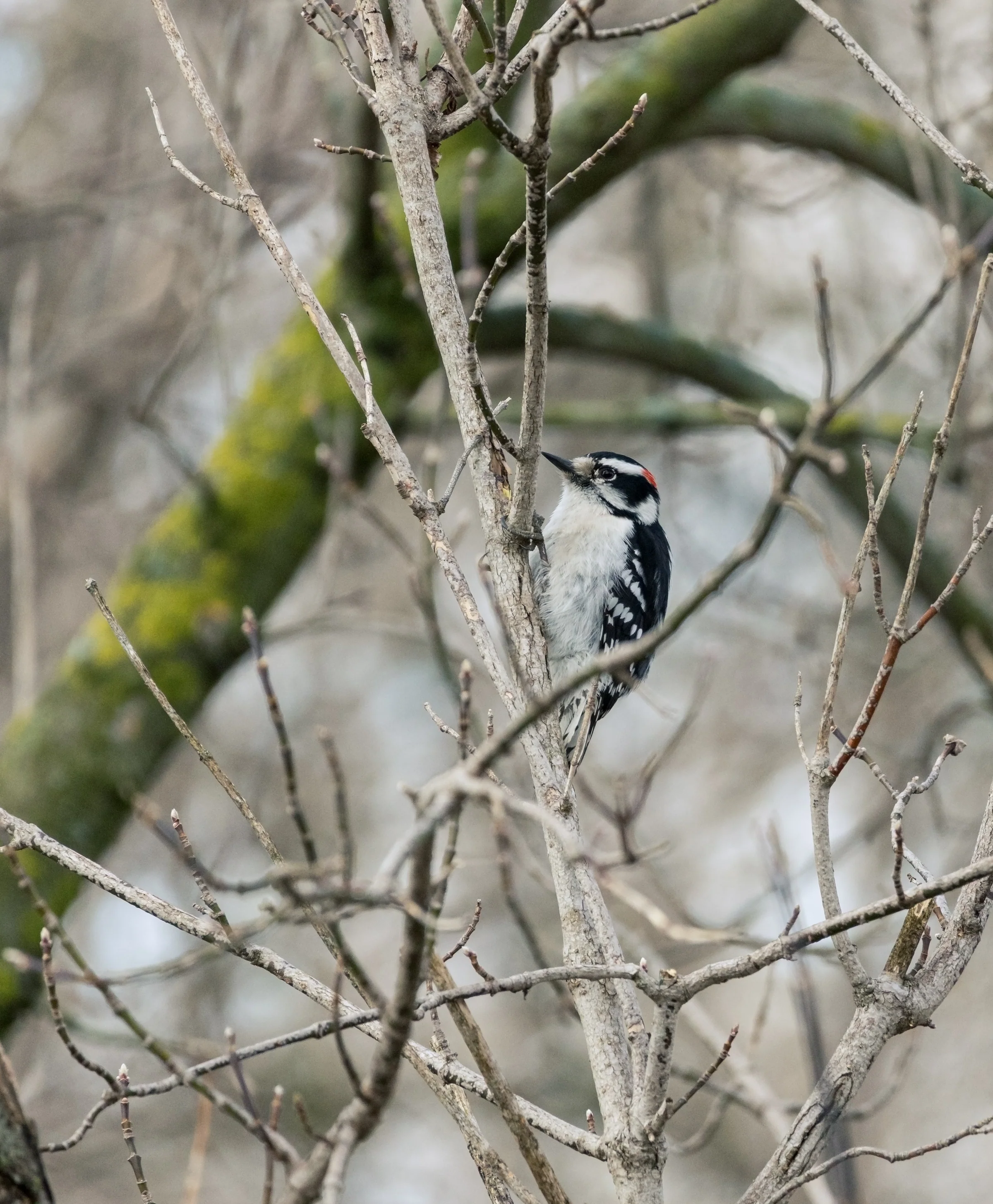 A black-and-white woodpecker rests against a tree trunk in a tangle of branches.