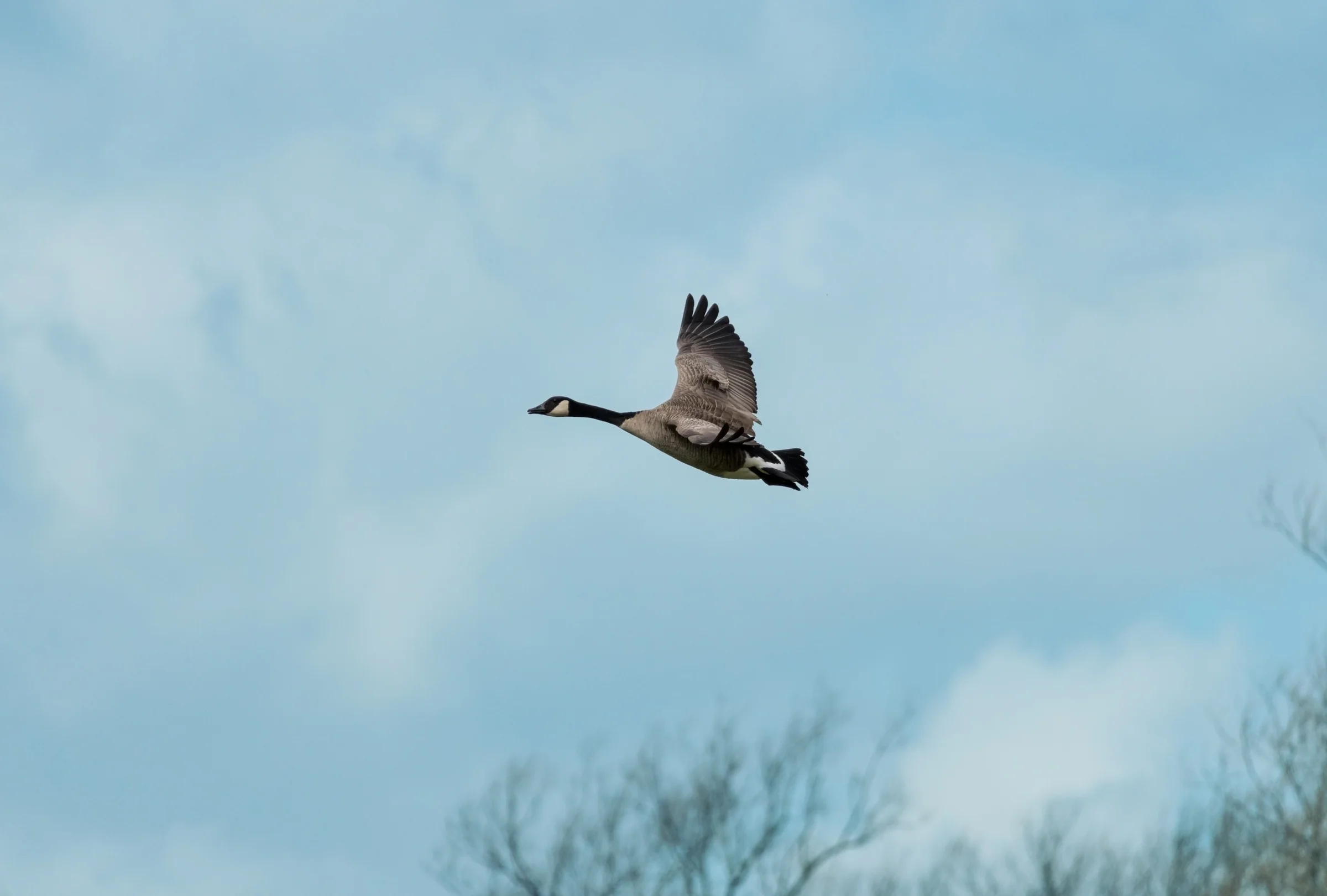 A Canada goose stretches its neck forward in flight above distant branches.