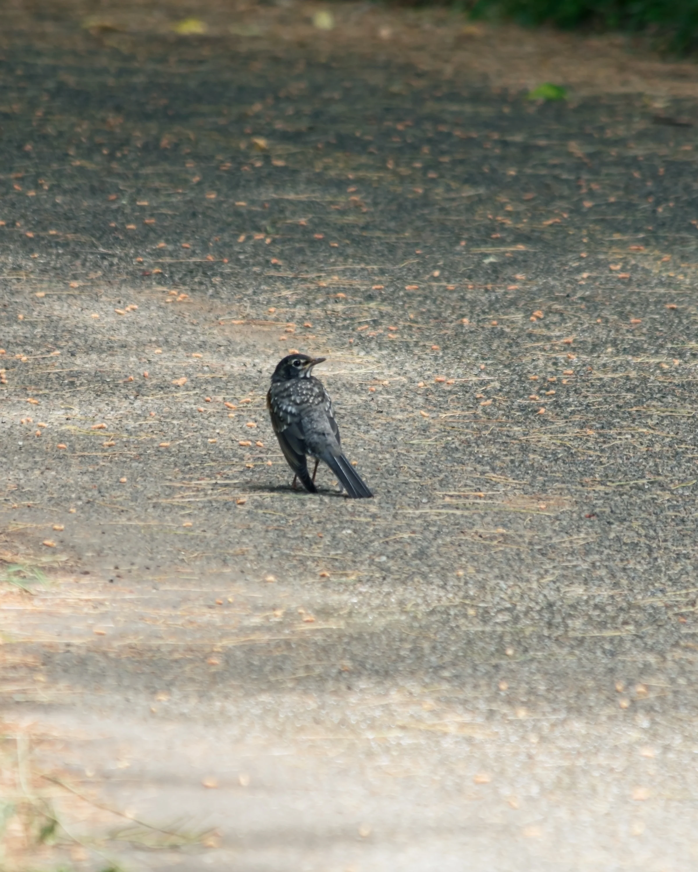 A dark bird pauses on a shaded path crossed by patches of sunlight.