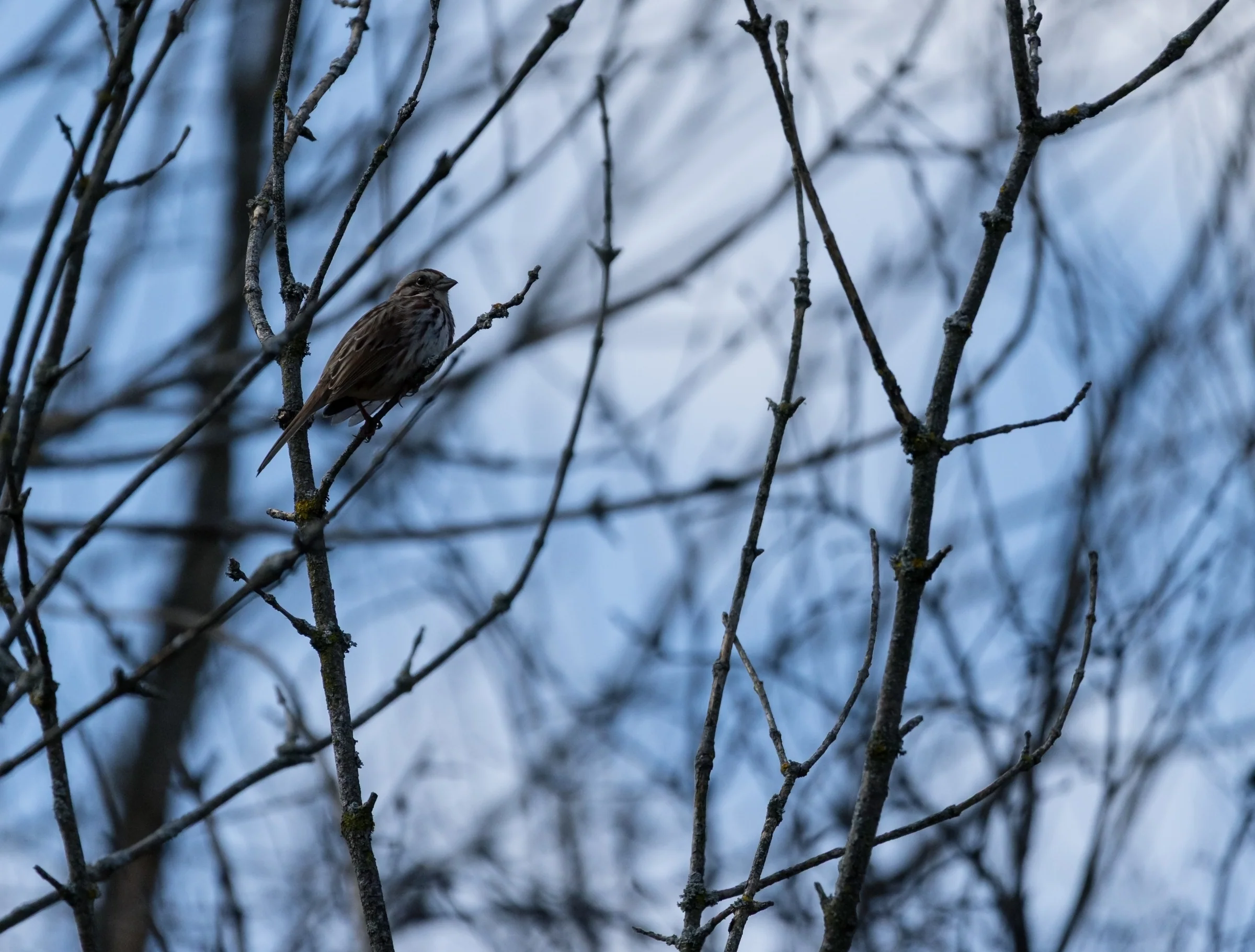 A small brown bird perches among slender bare branches beneath a pale blue sky.