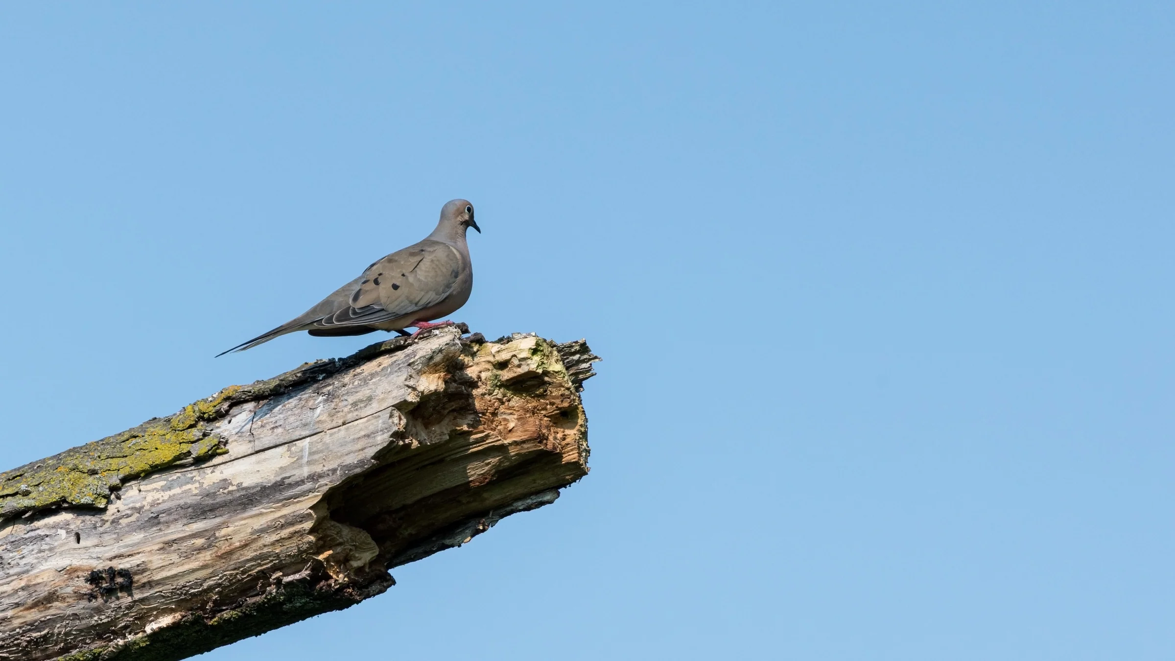 A dove-like bird rests on the end of a weathered branch beneath a clear blue sky.