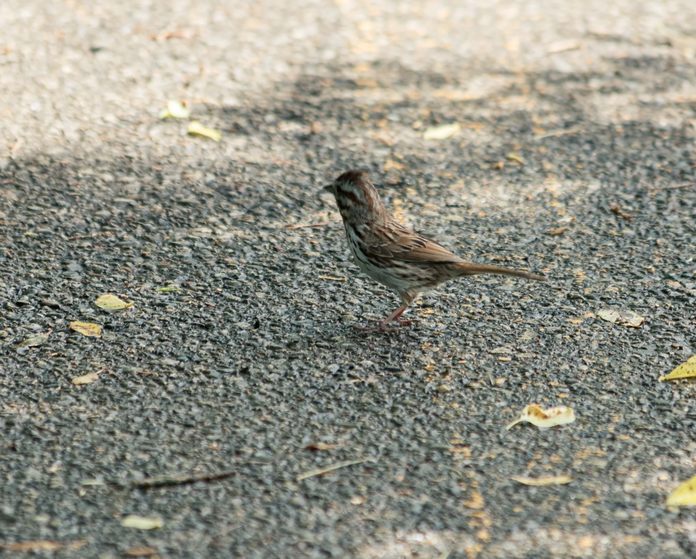 A small brown bird stands on a gravel path scattered with fallen leaves.