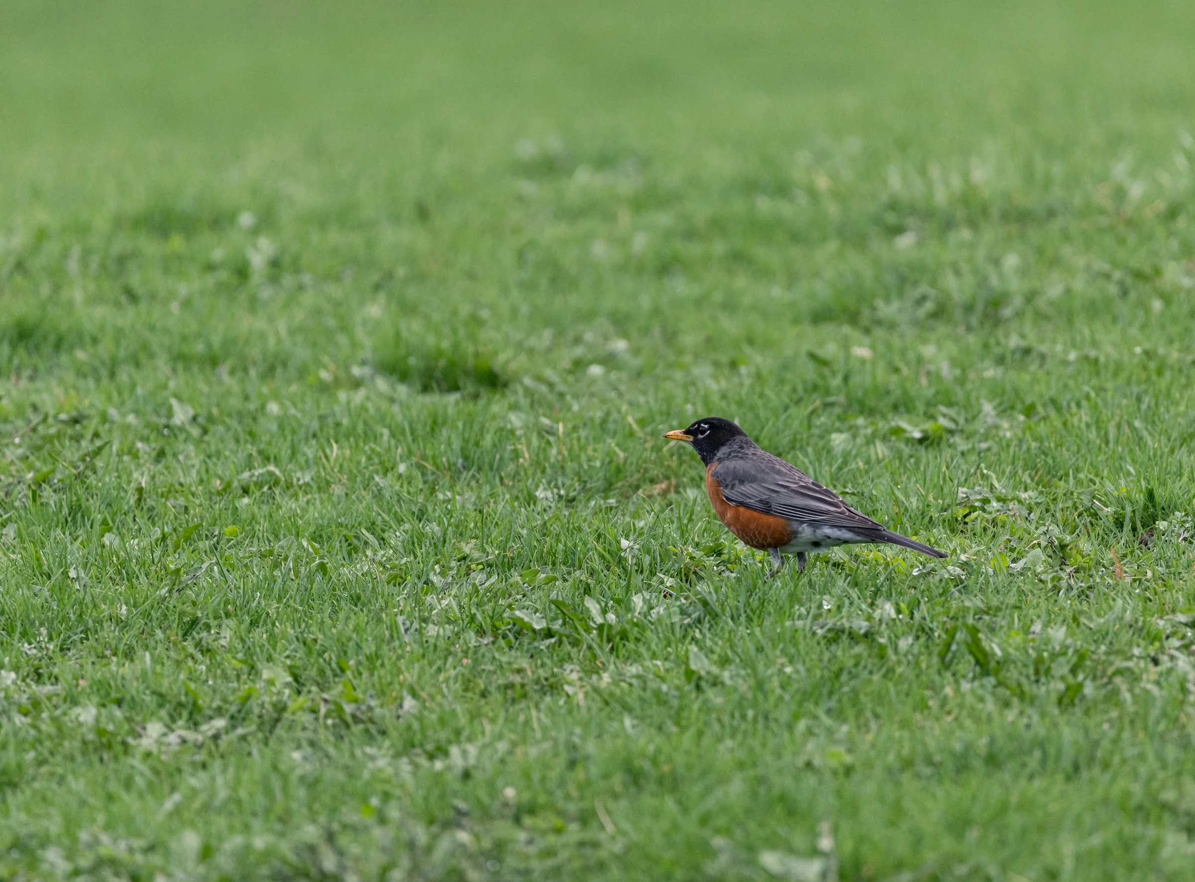 An American robin stands in profile among fresh green grass.
