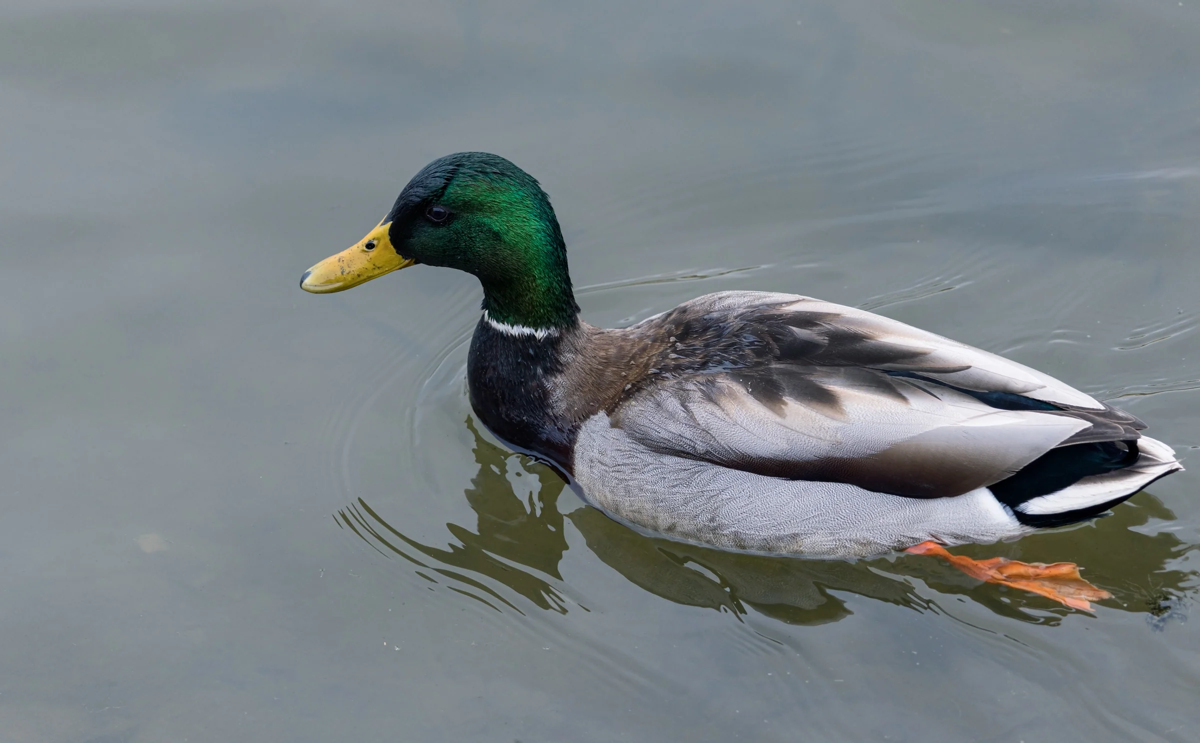 A male mallard with an emerald head floats on still grey water.