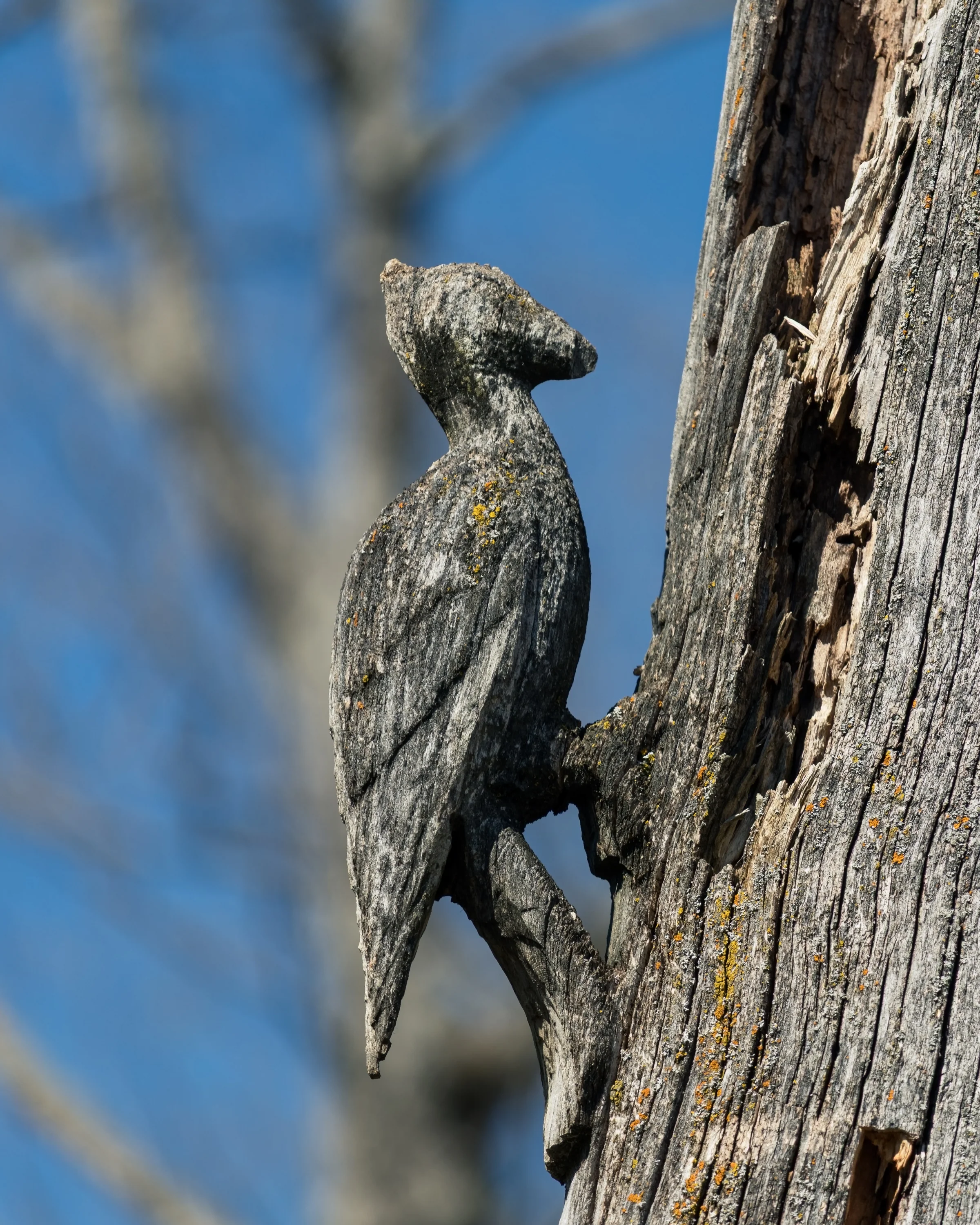A grey squirrel grips the side of a weathered tree beneath blue sky.