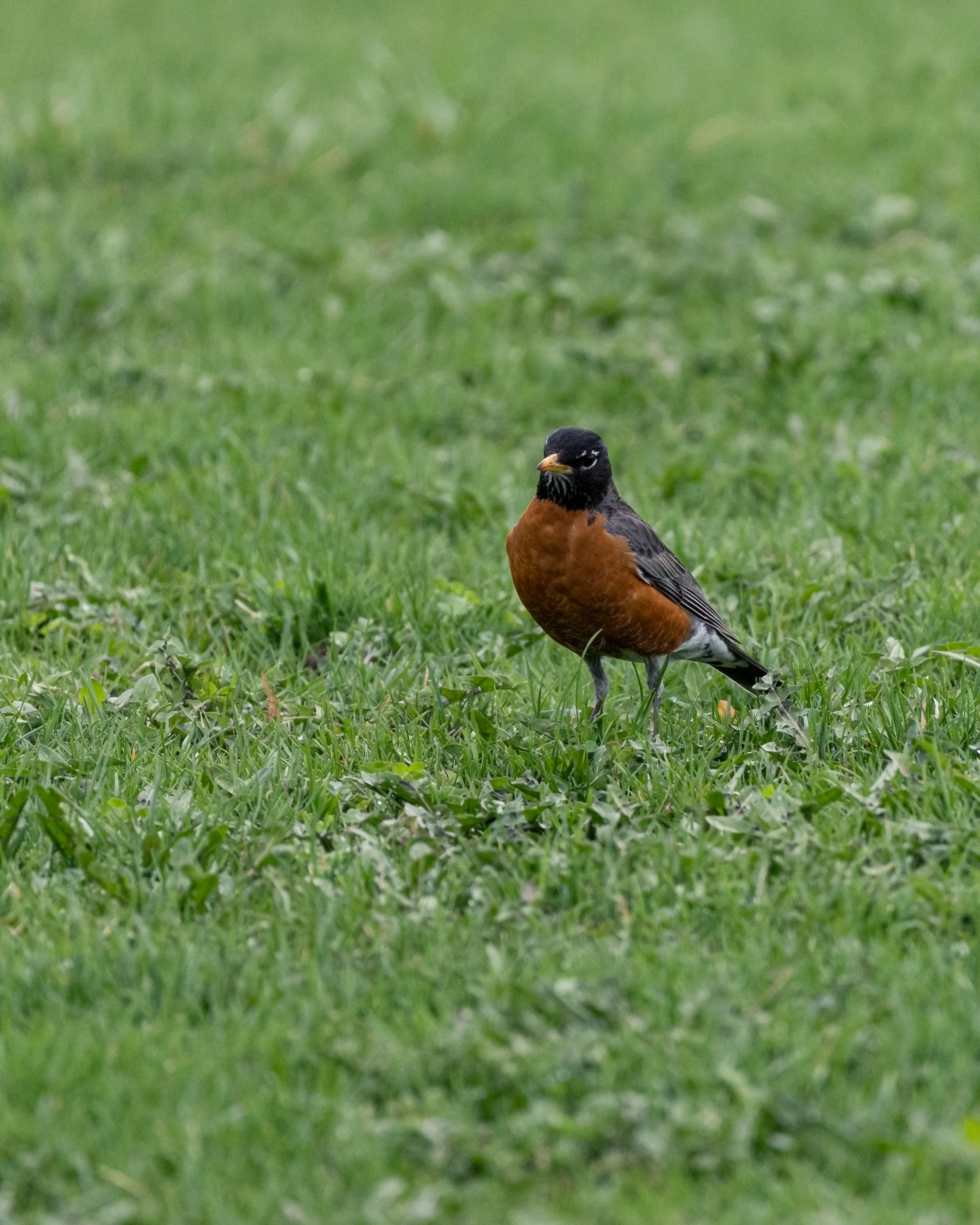 An American robin faces forward on a lawn, its orange breast catching the light.
