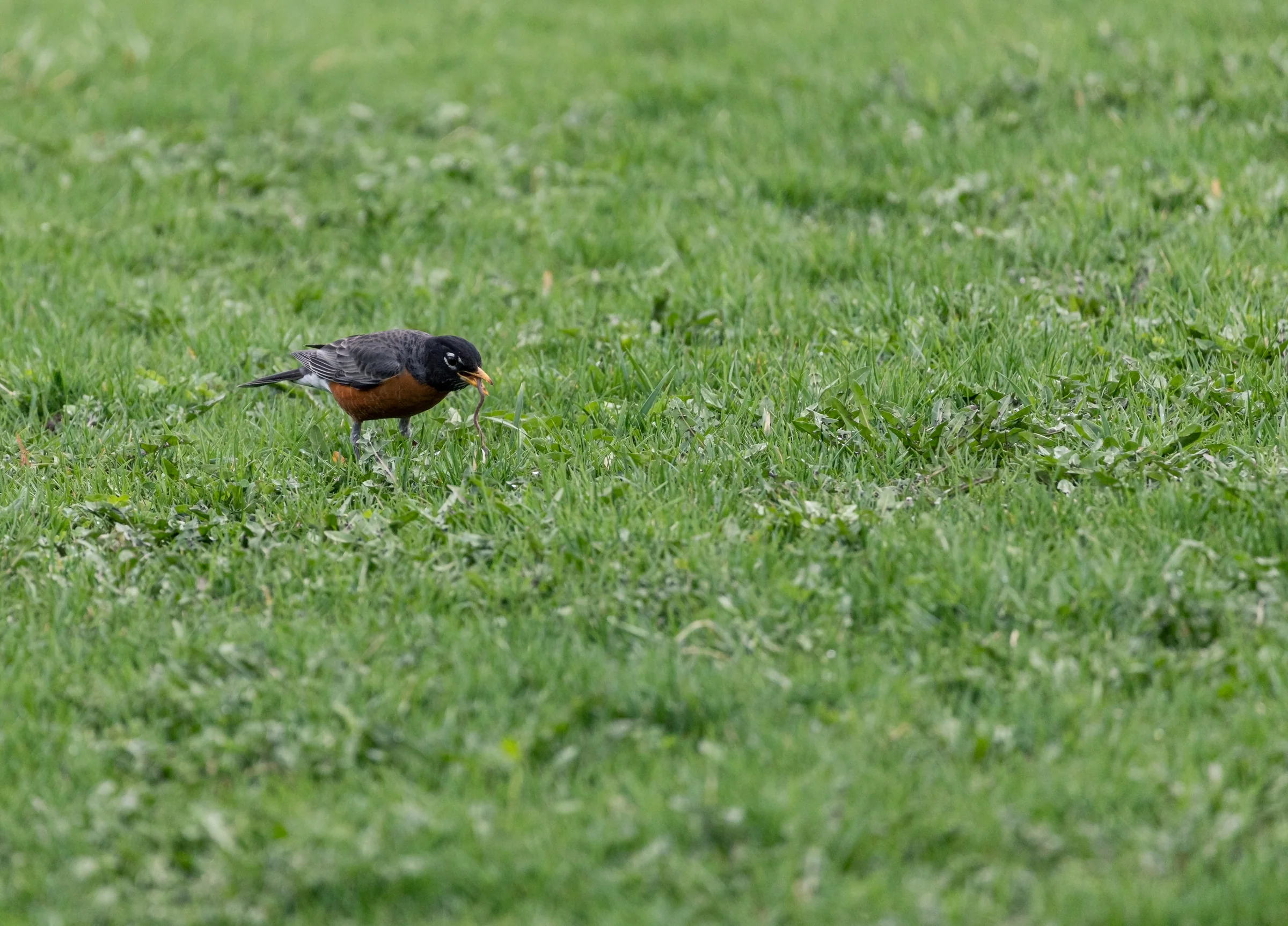 An American robin lowers its head toward a field of green grass.