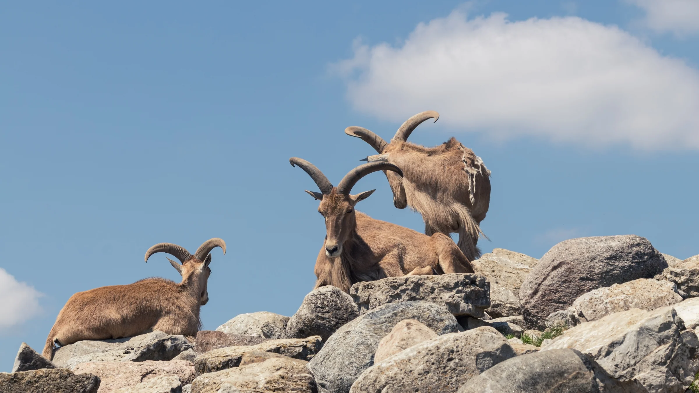 A group of horned mountain animals rests and stands across a rocky slope.