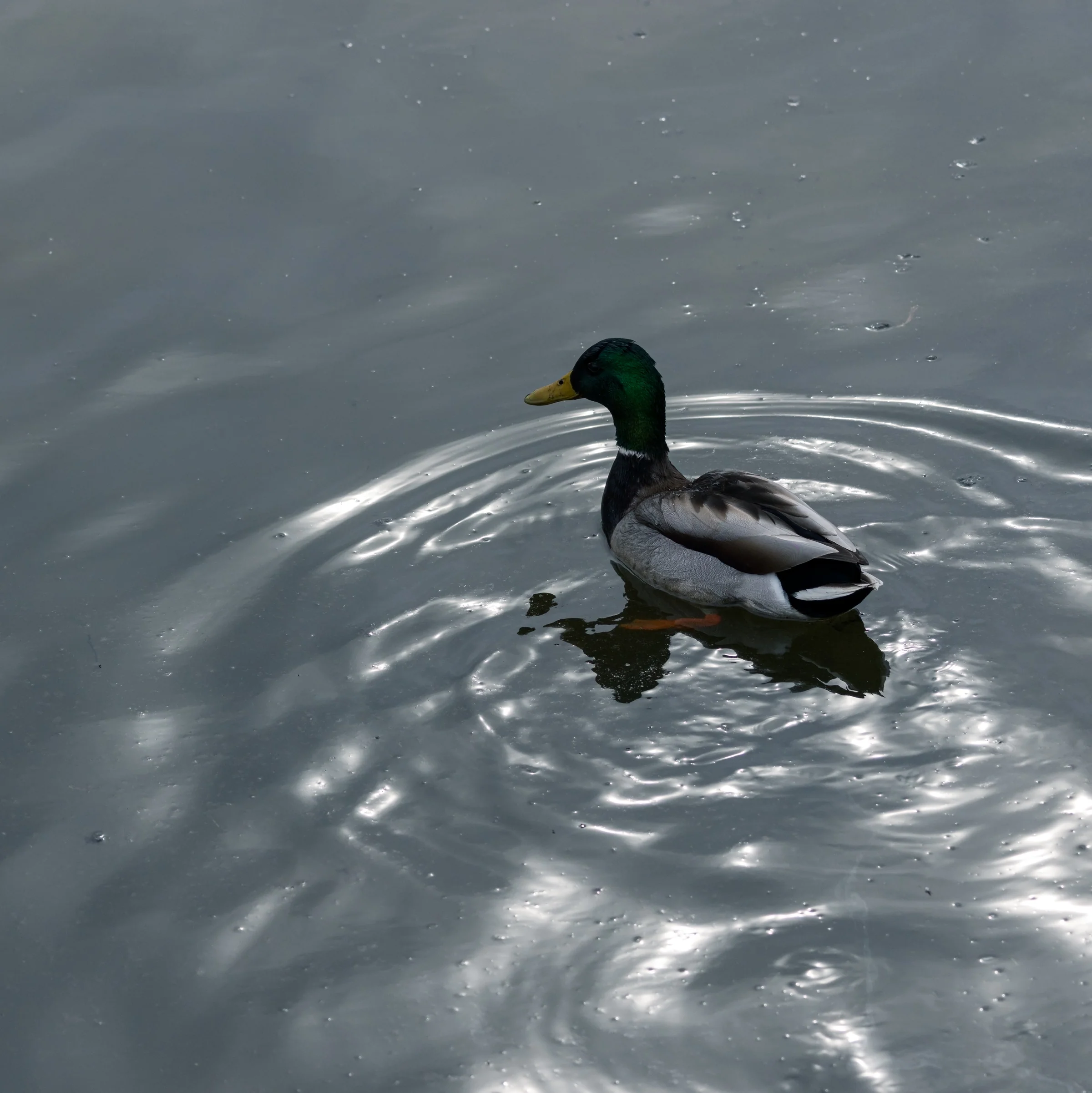 A mallard turns on dark water surrounded by widening rings of reflected light.