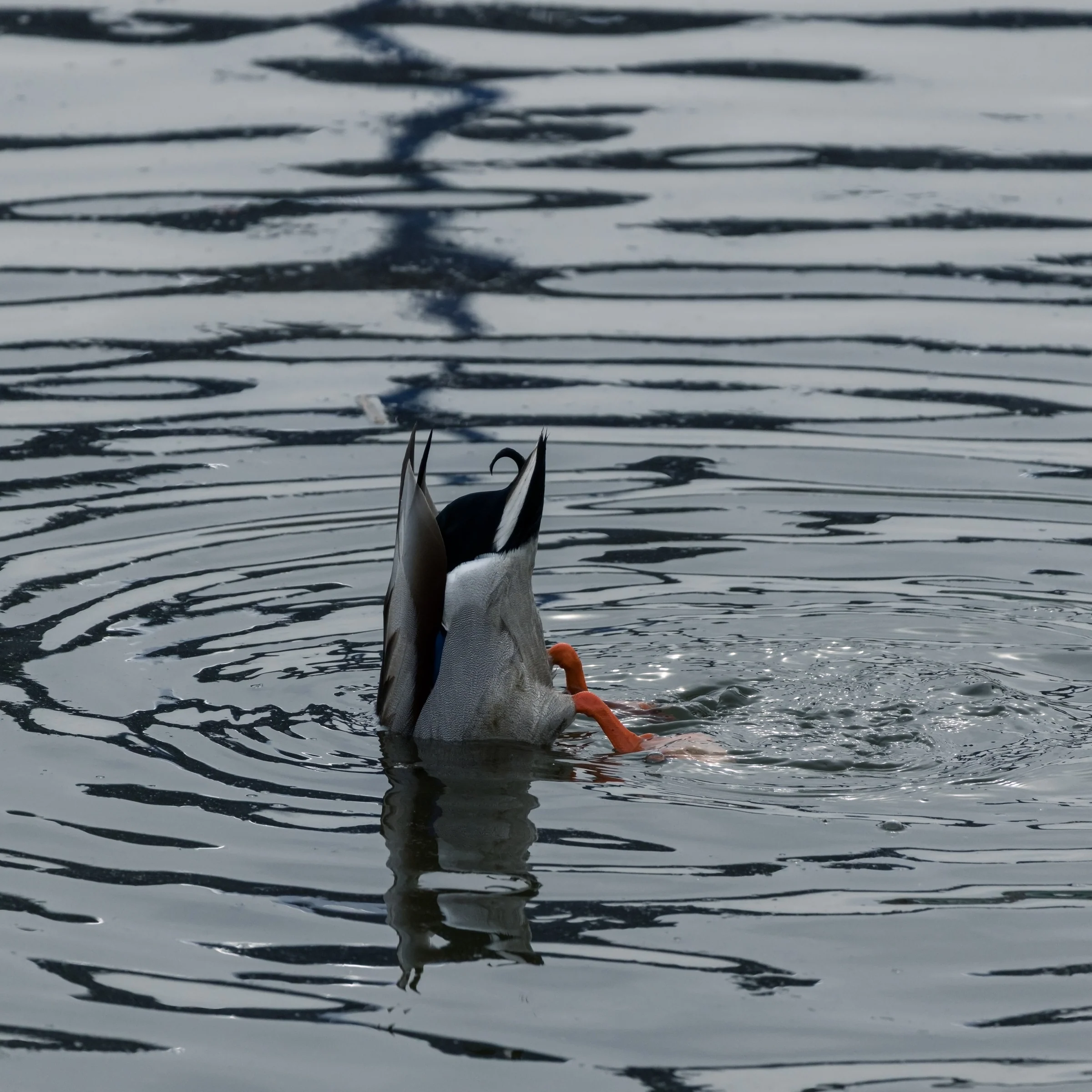 A duck tips forward to feed beneath the surface, leaving its tail and orange feet above water.