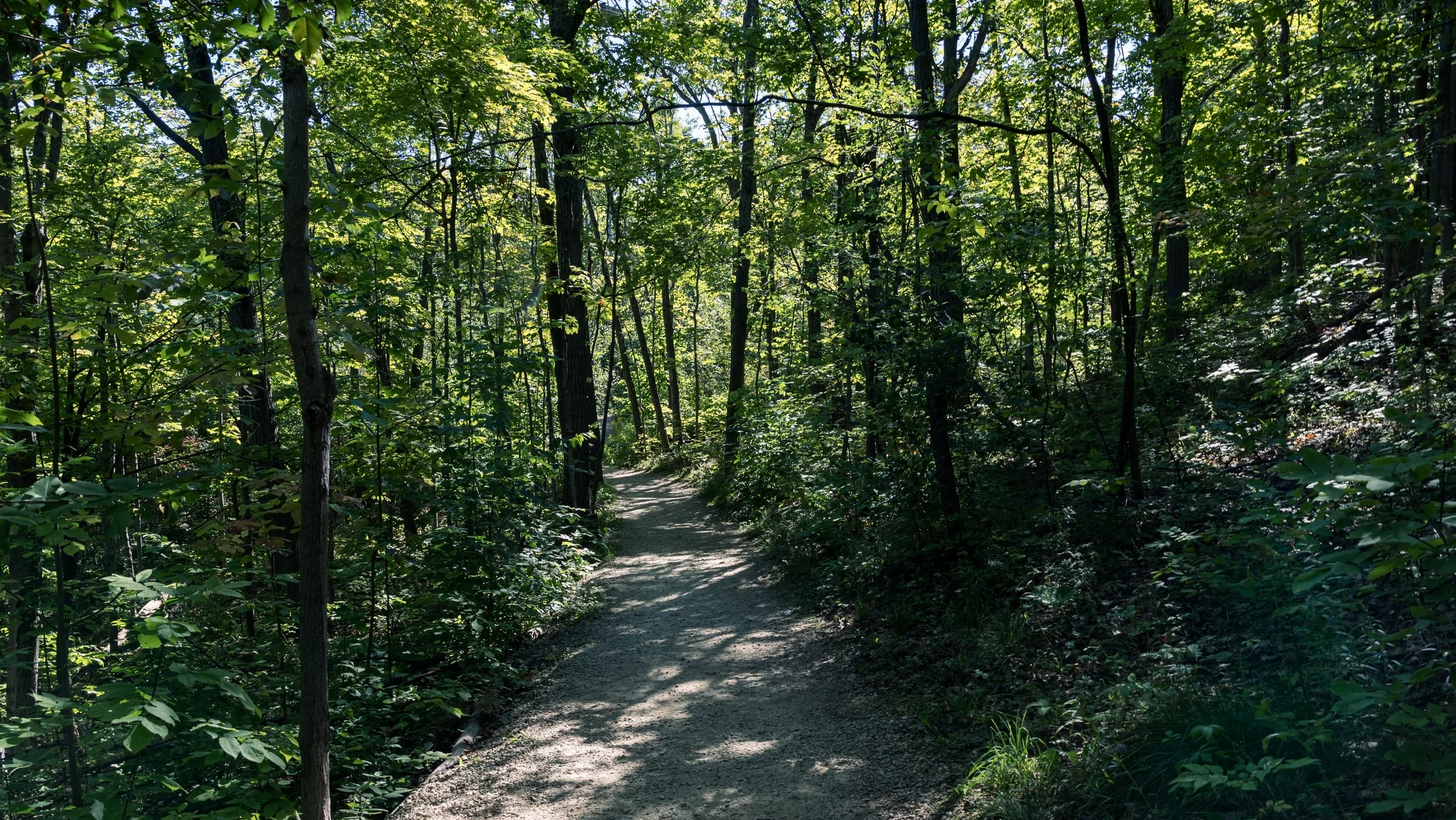 A shaded forest path passes through patches of sunlight beneath leafy branches.