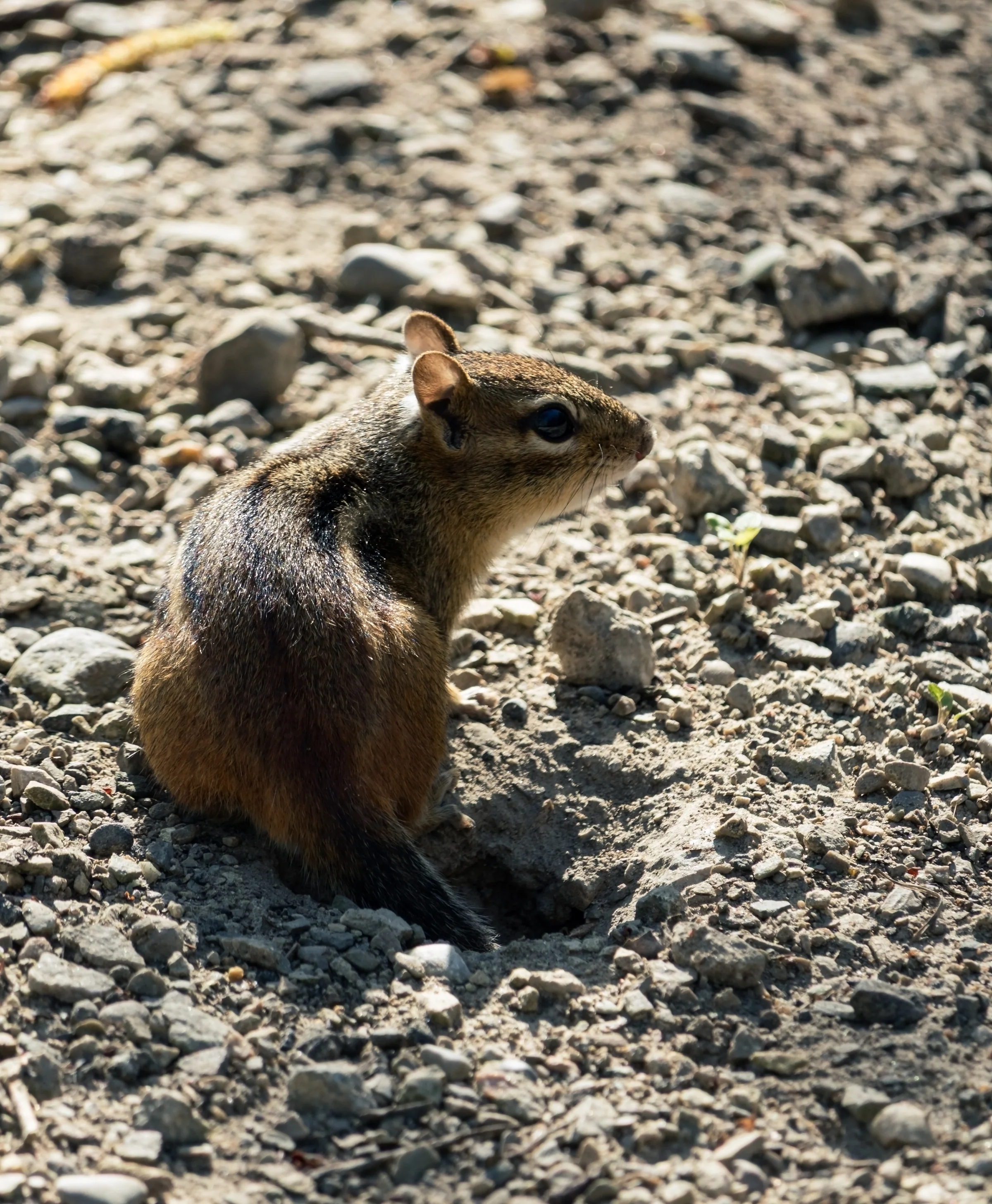 A chipmunk sits upright on a gravel path with its striped face turned to one side.