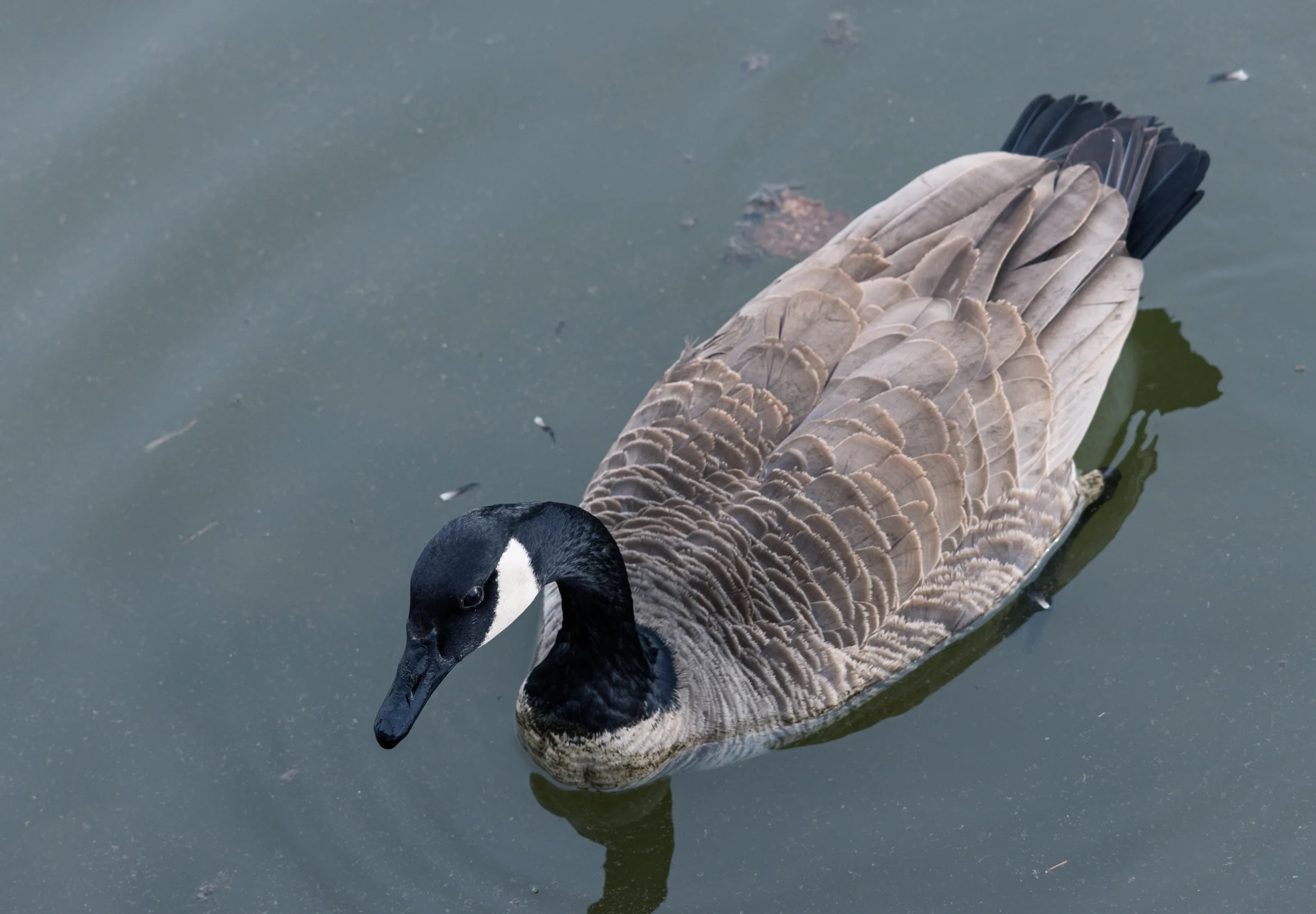 A Canada goose glides beneath an elevated viewpoint over muted green water.
