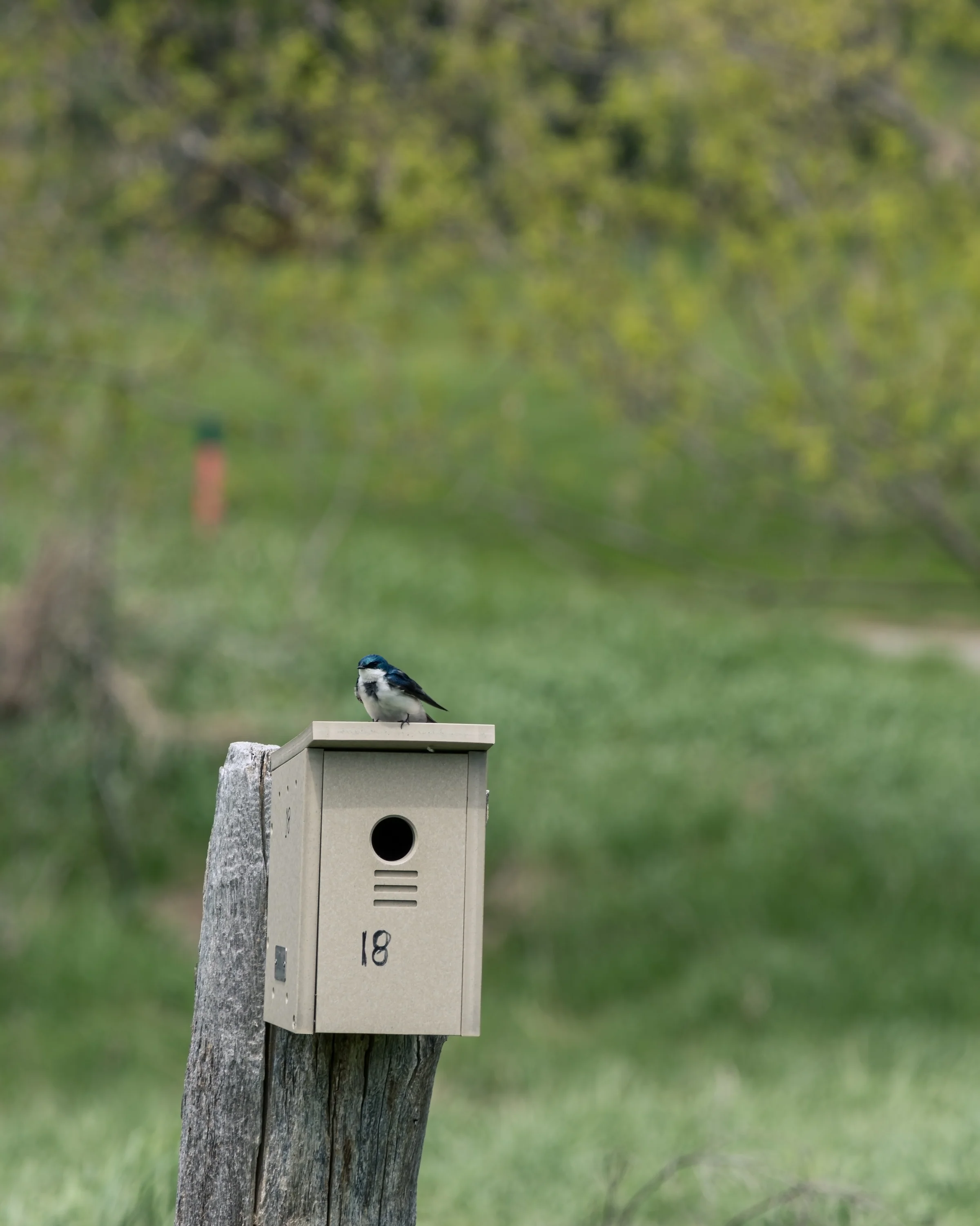A small bird rests on a wooden nesting box above a meadow of blurred greenery.
