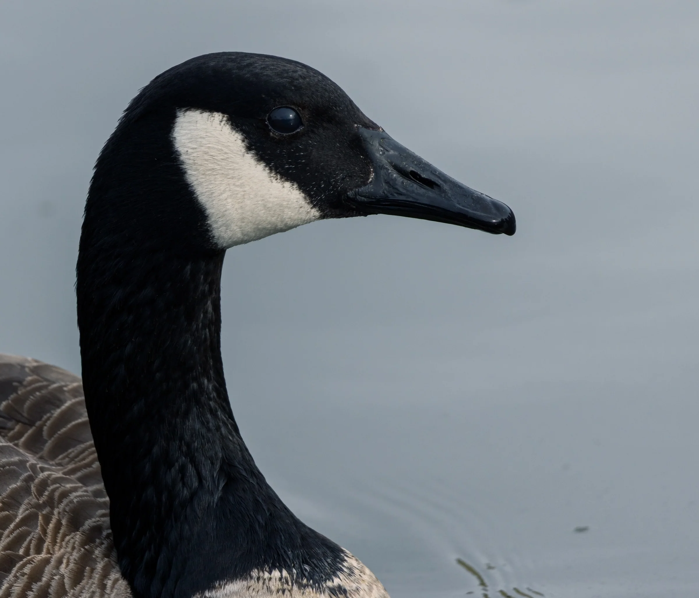 A close view of a Canada goose shows its black head, white cheek patch, and textured brown feathers.