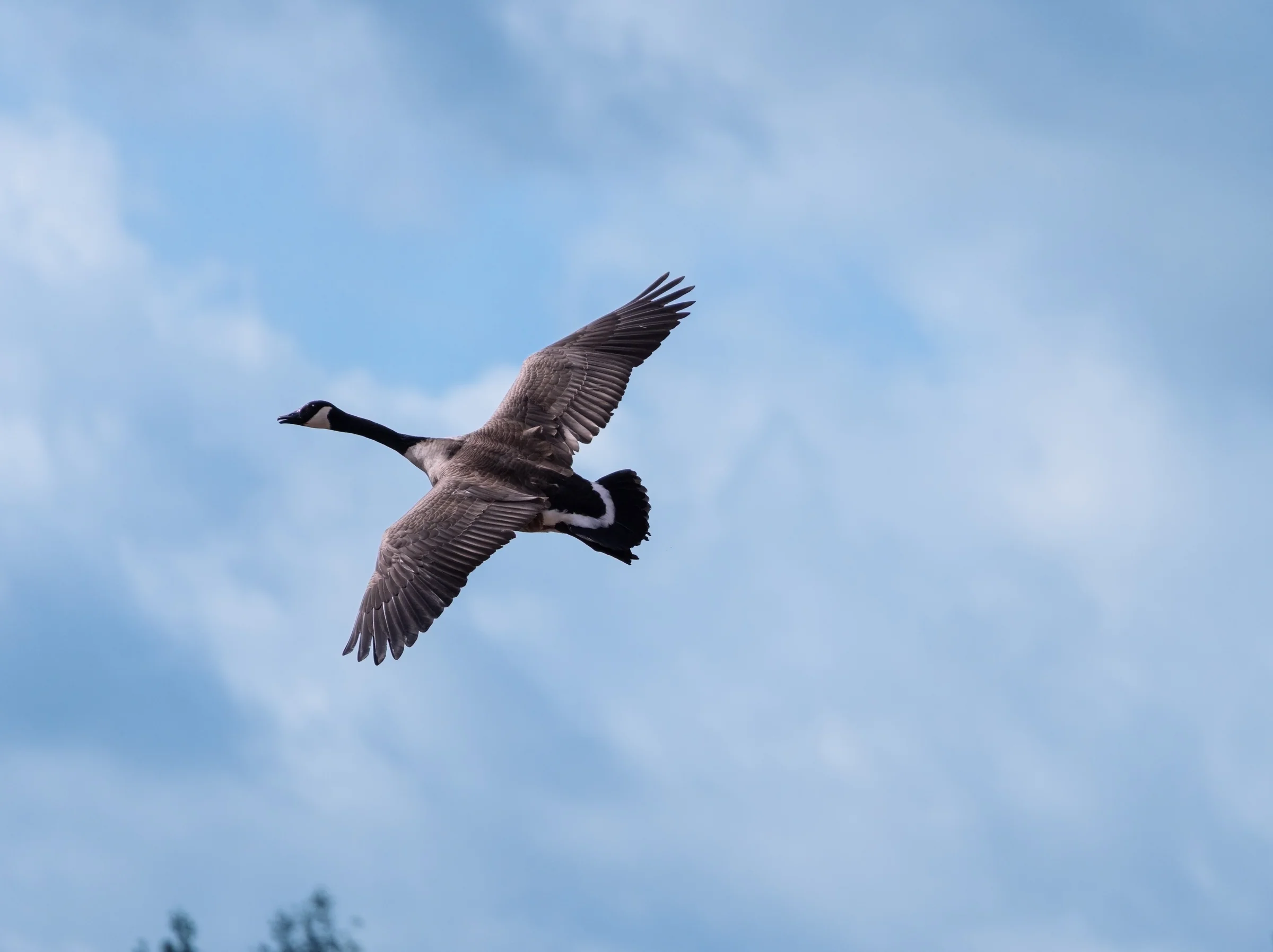 A Canada goose is captured mid-flight with its wings extended against blue sky.