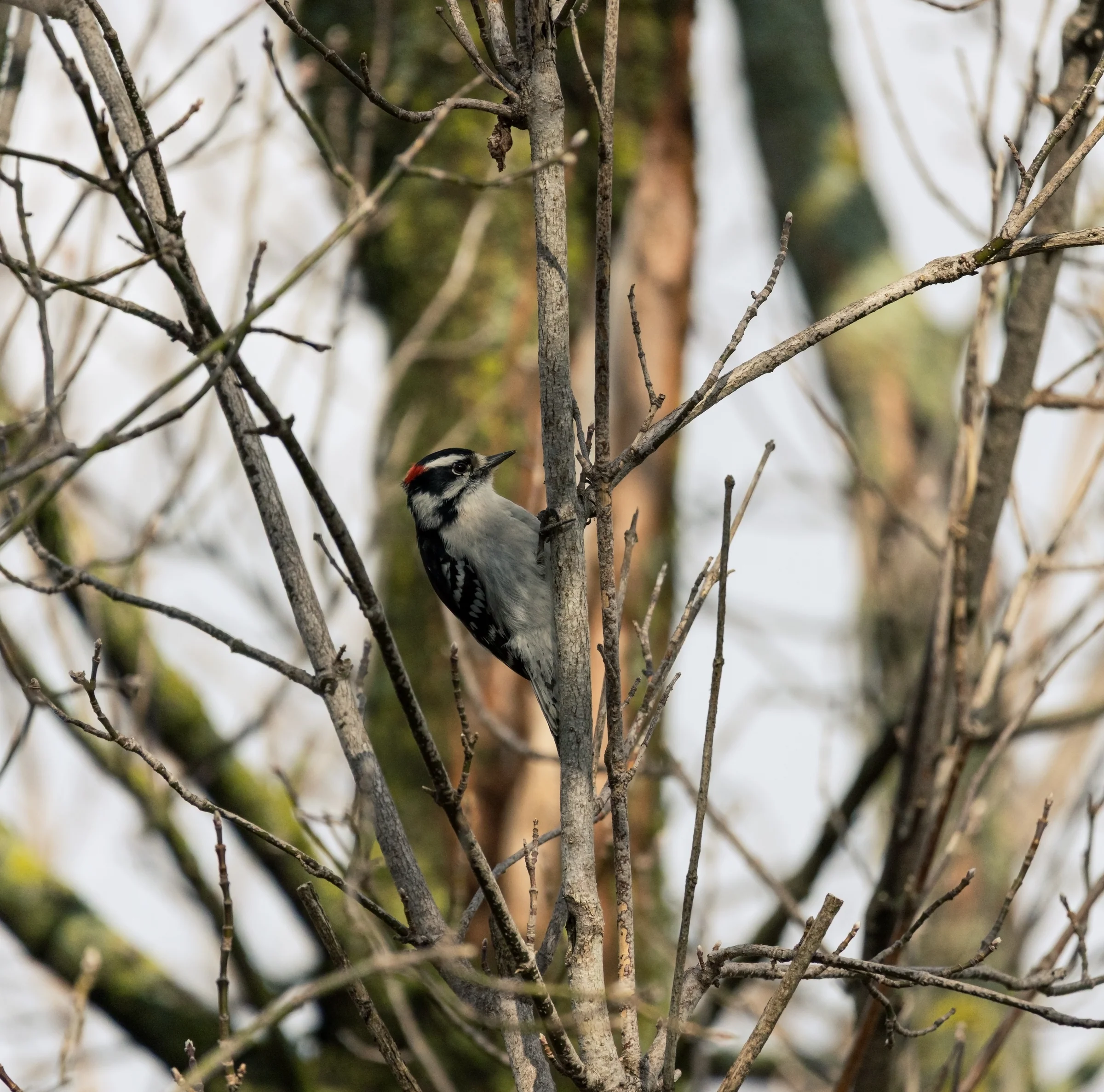 A small woodpecker clings to a tree trunk among fine bare branches.