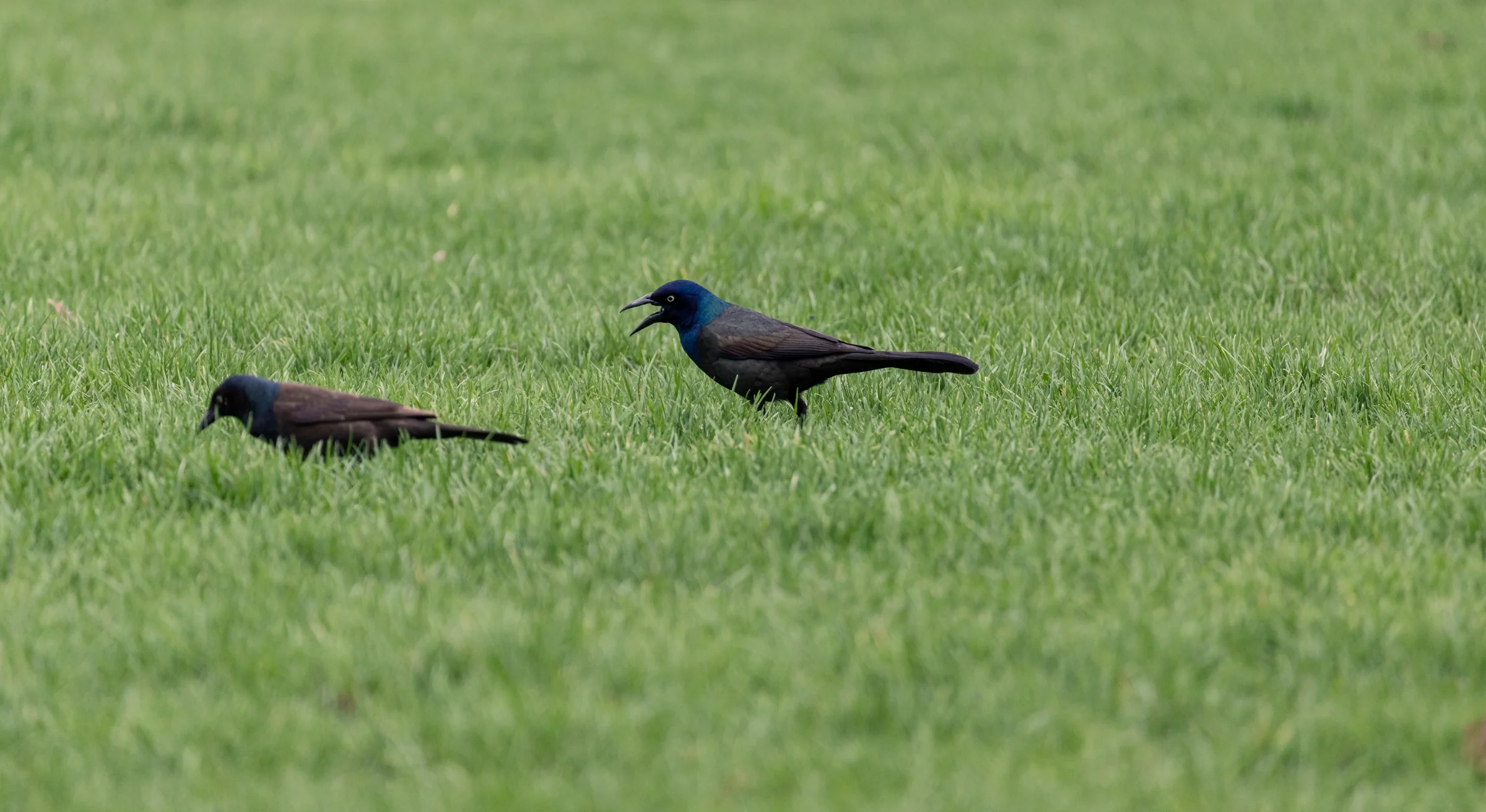 Two dark birds forage in a broad expanse of green grass.
