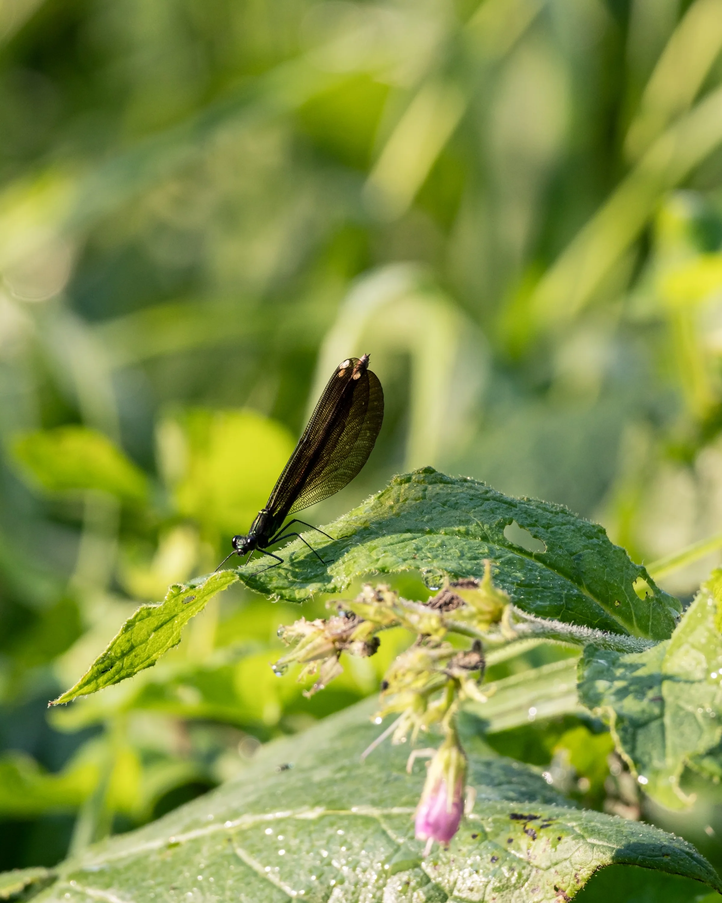 A dark-winged insect rests on a green leaf in a sunlit patch of foliage.