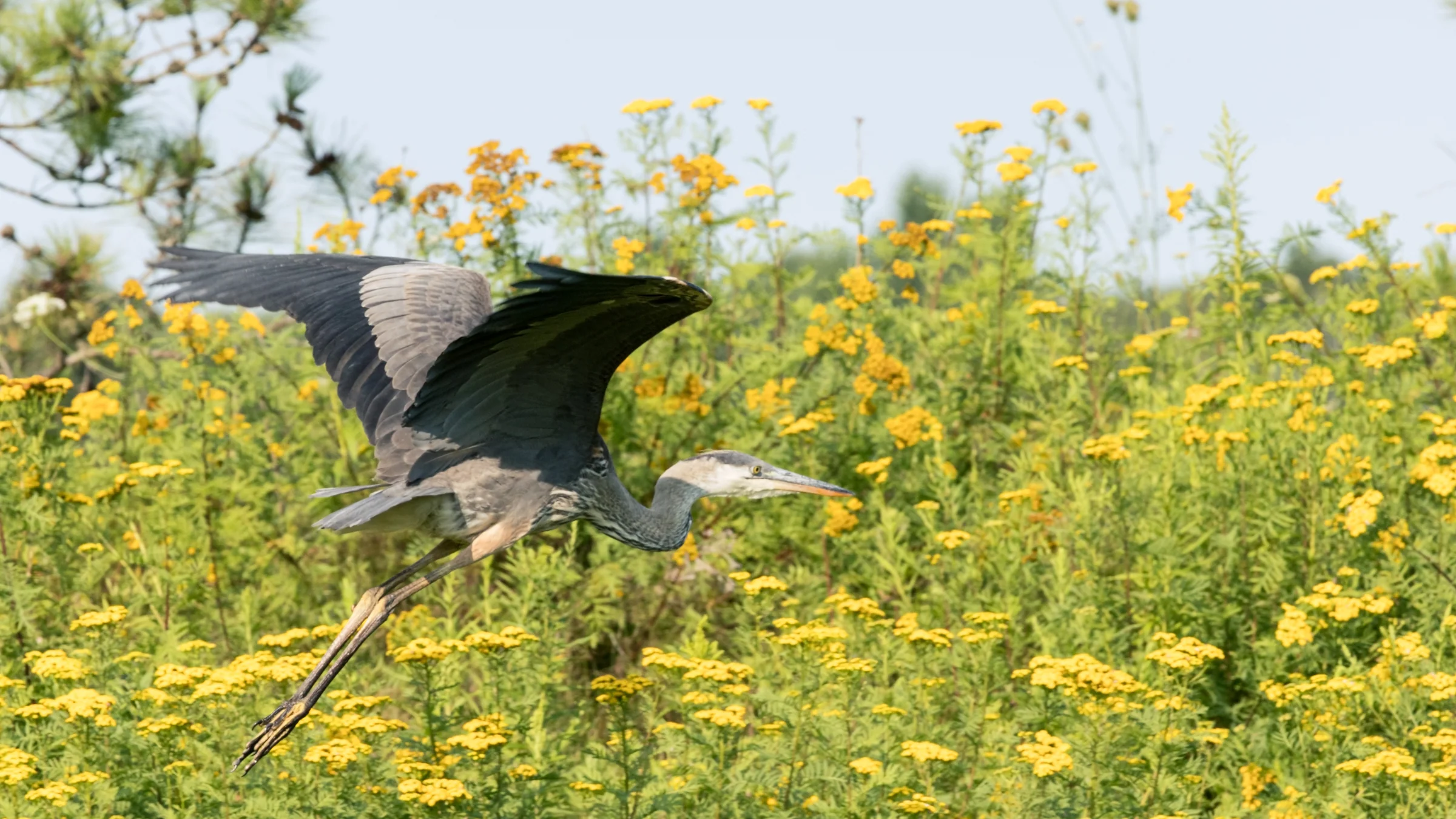 A large bird spreads its wings above a field of yellow wildflowers.