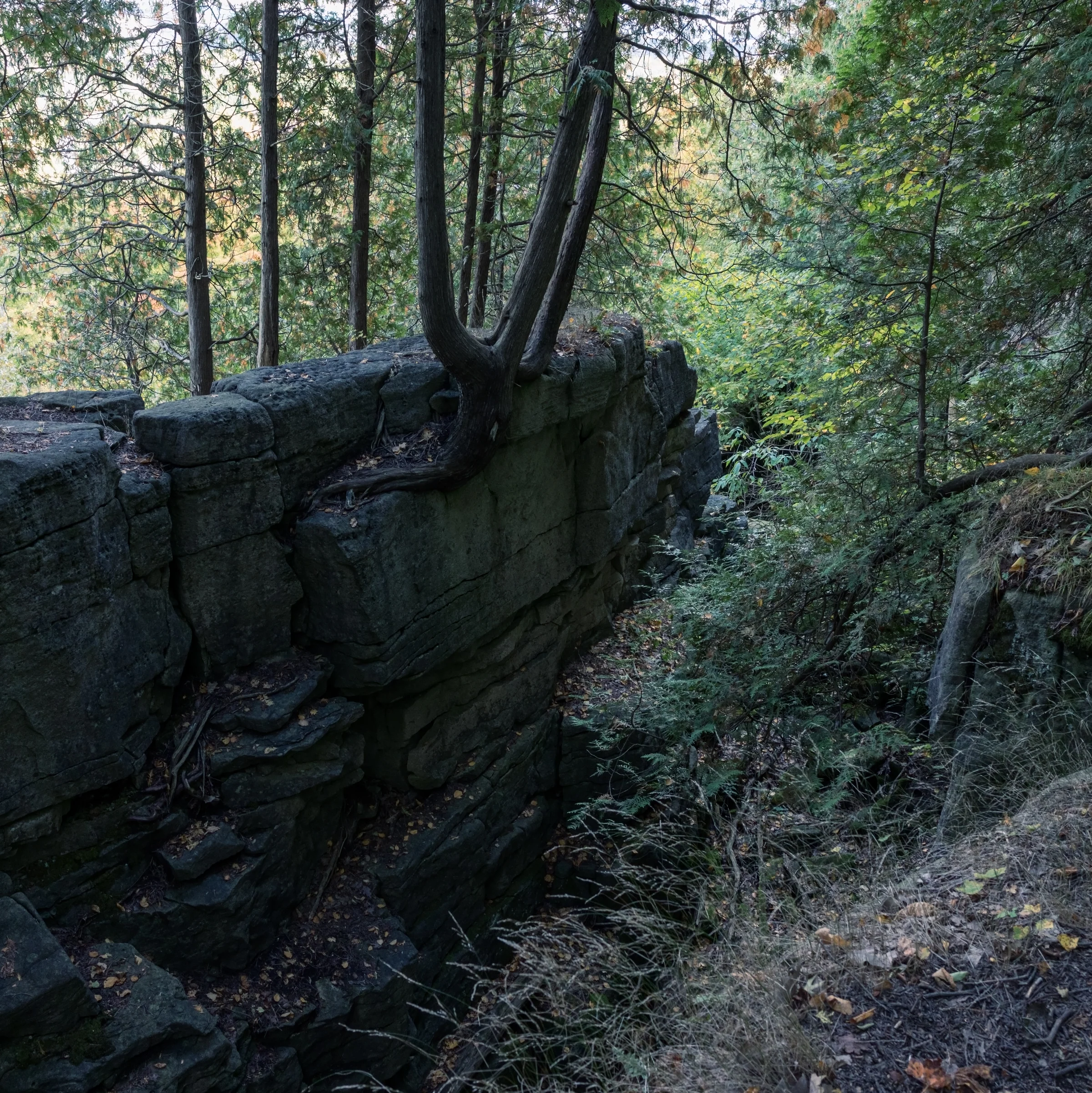 Trees rise from a rocky woodland ledge beside a narrow shaded ravine.