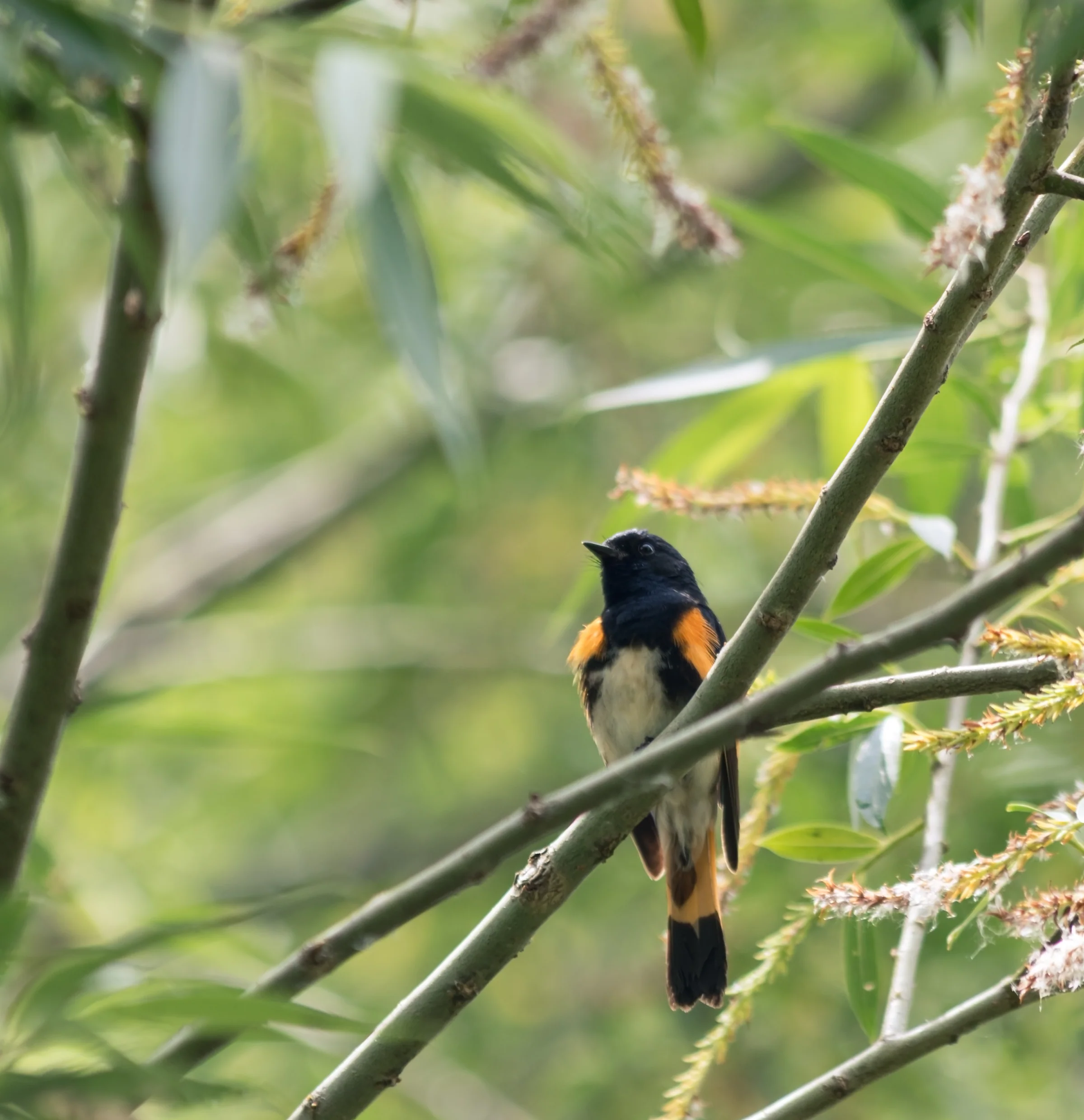 A black-and-orange bird perches amid slender branches and fresh green leaves.