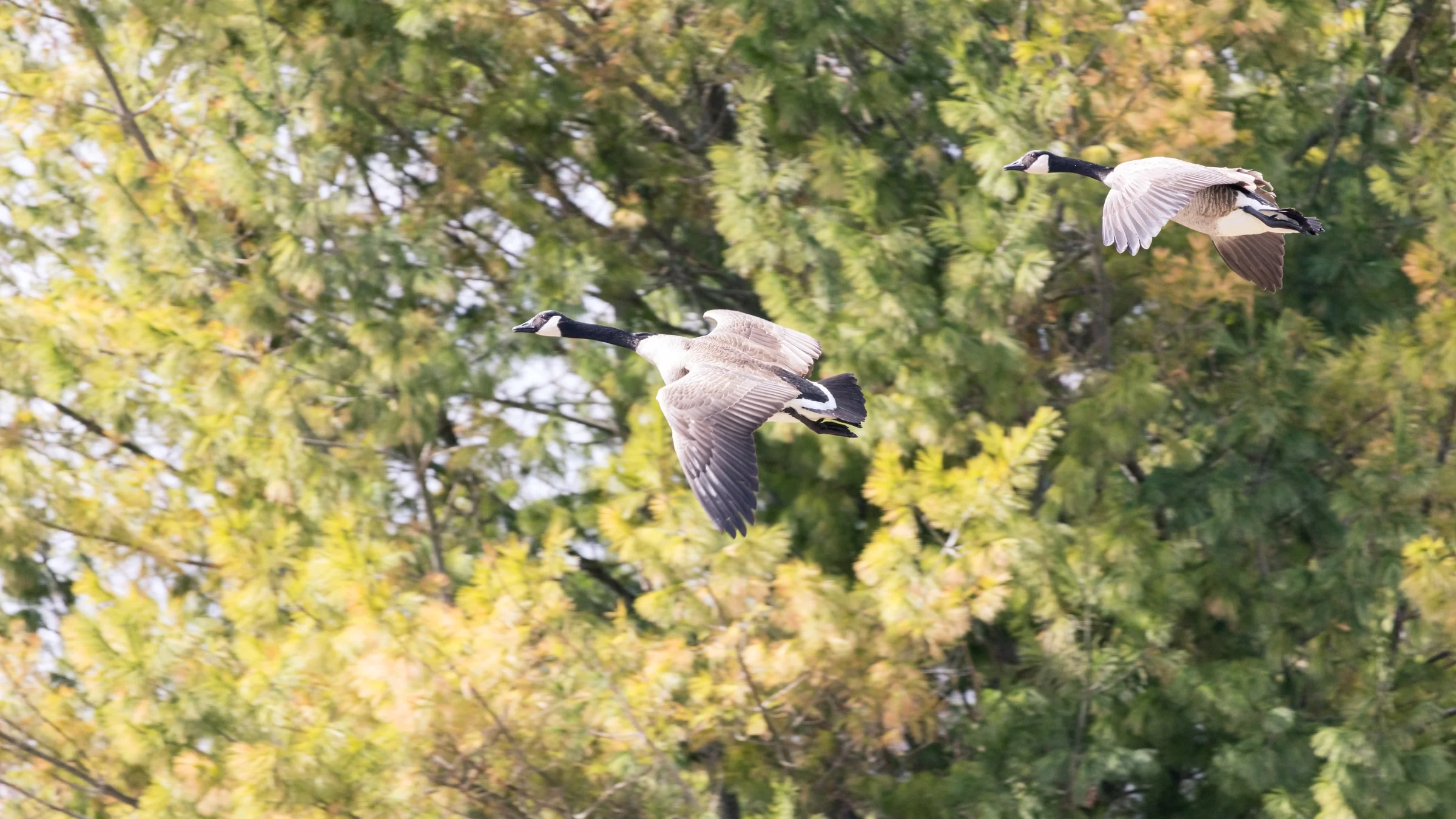 Two Canada geese fly past a backdrop of sunlit yellow-green foliage.