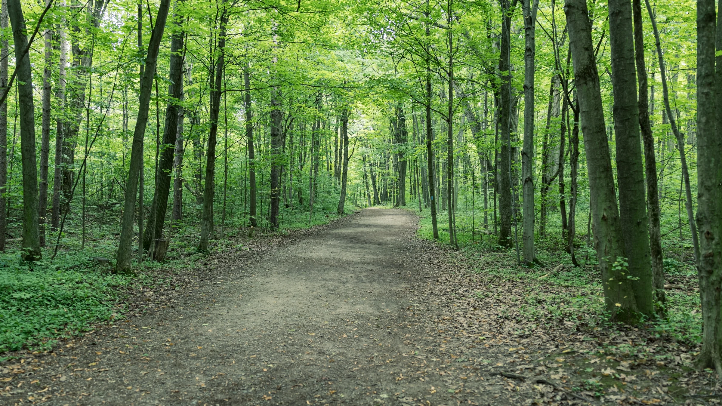 A gravel path curves gently through tall trees and dense green undergrowth.