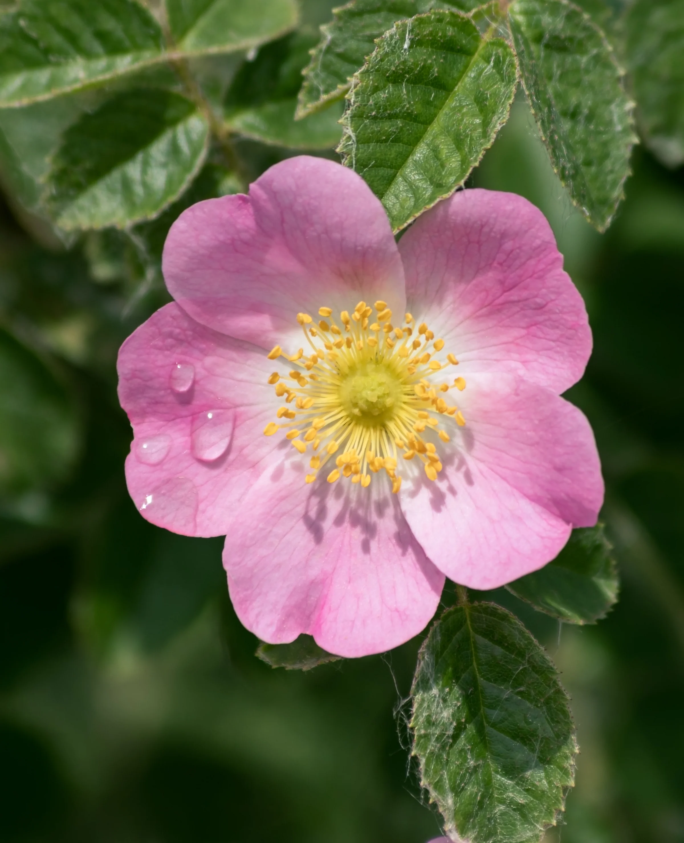 Water droplets cling to a pink wild rose surrounded by textured green leaves.