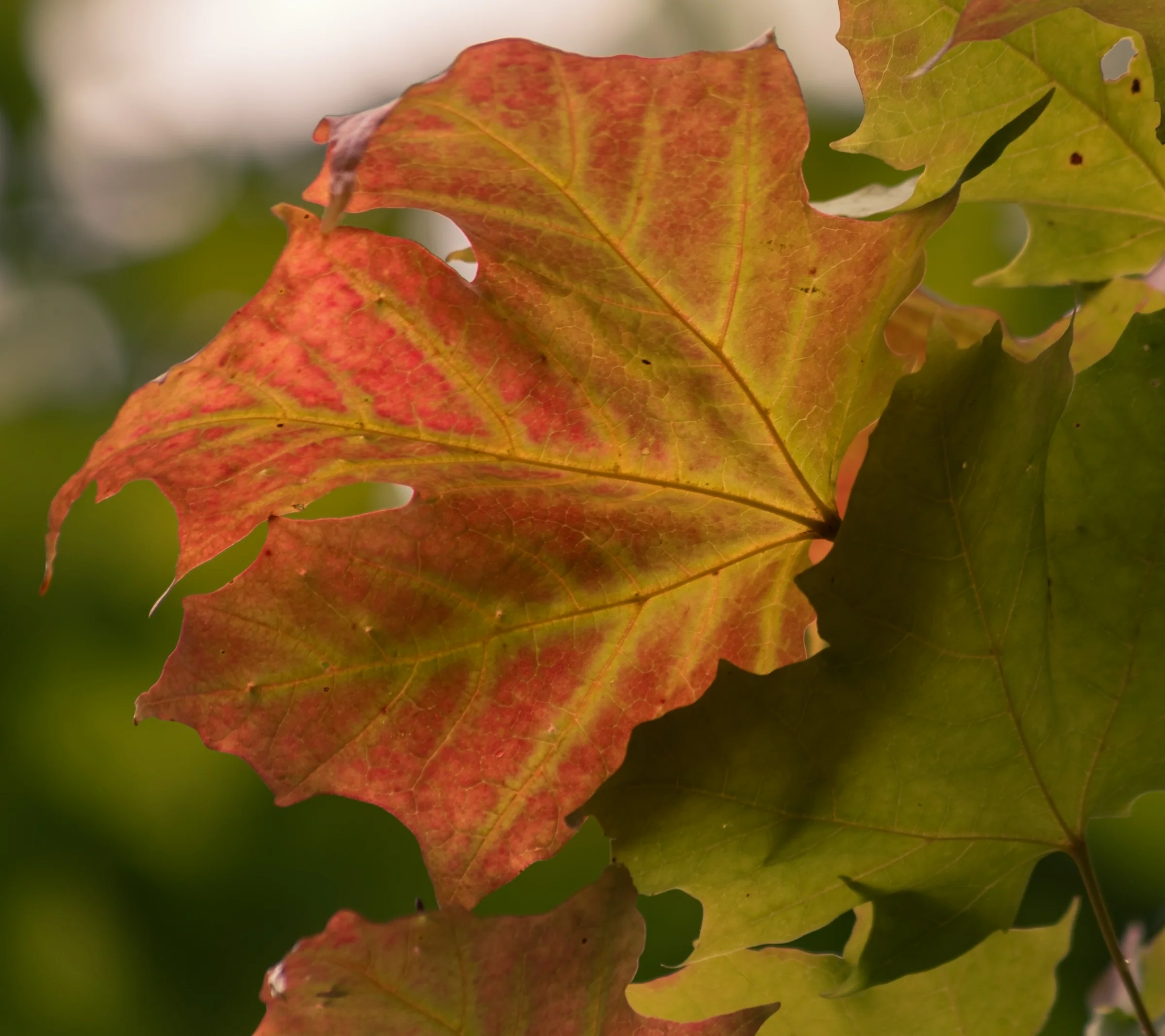 An orange-red leaf catches the light against a soft background of green foliage.